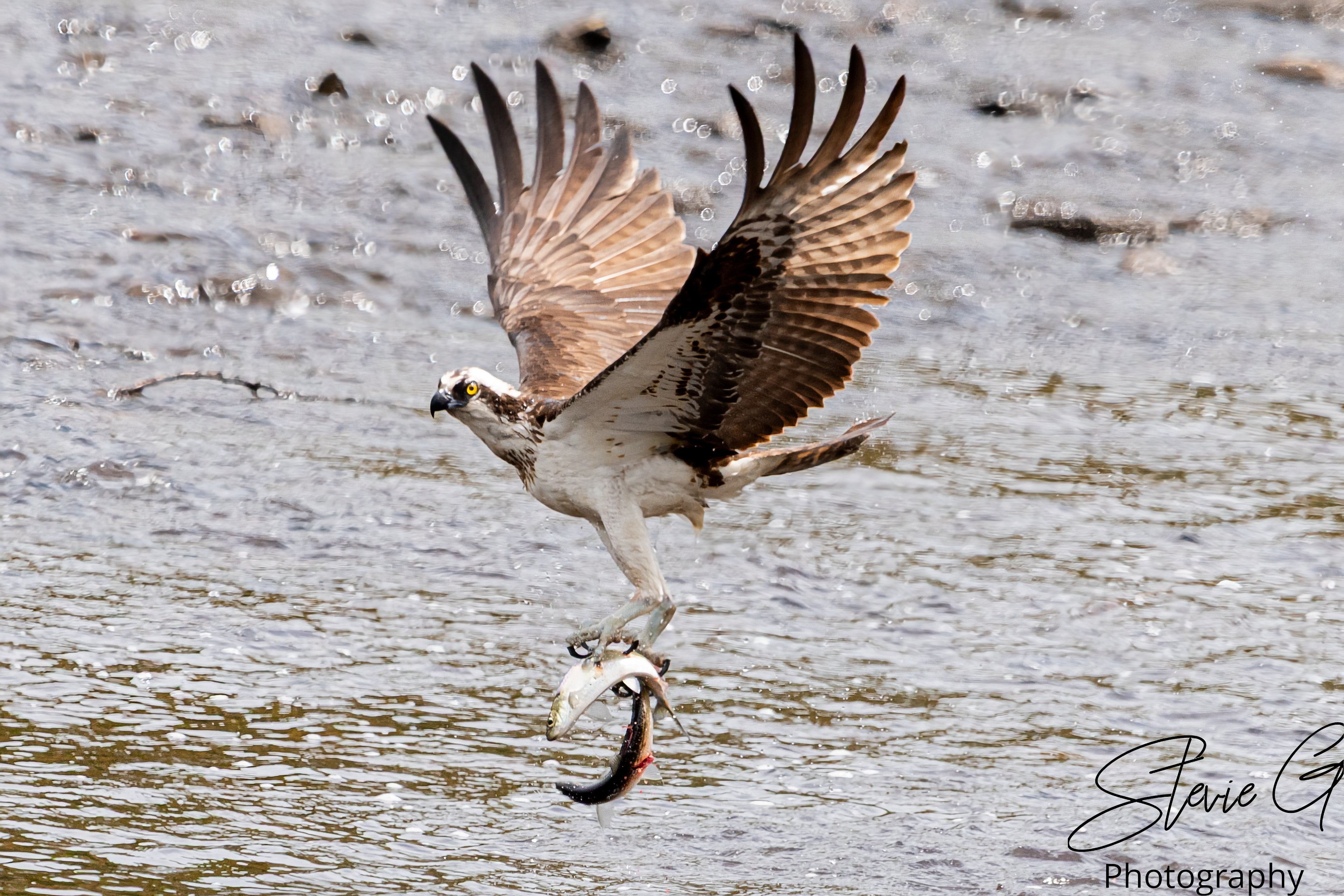 Osprey