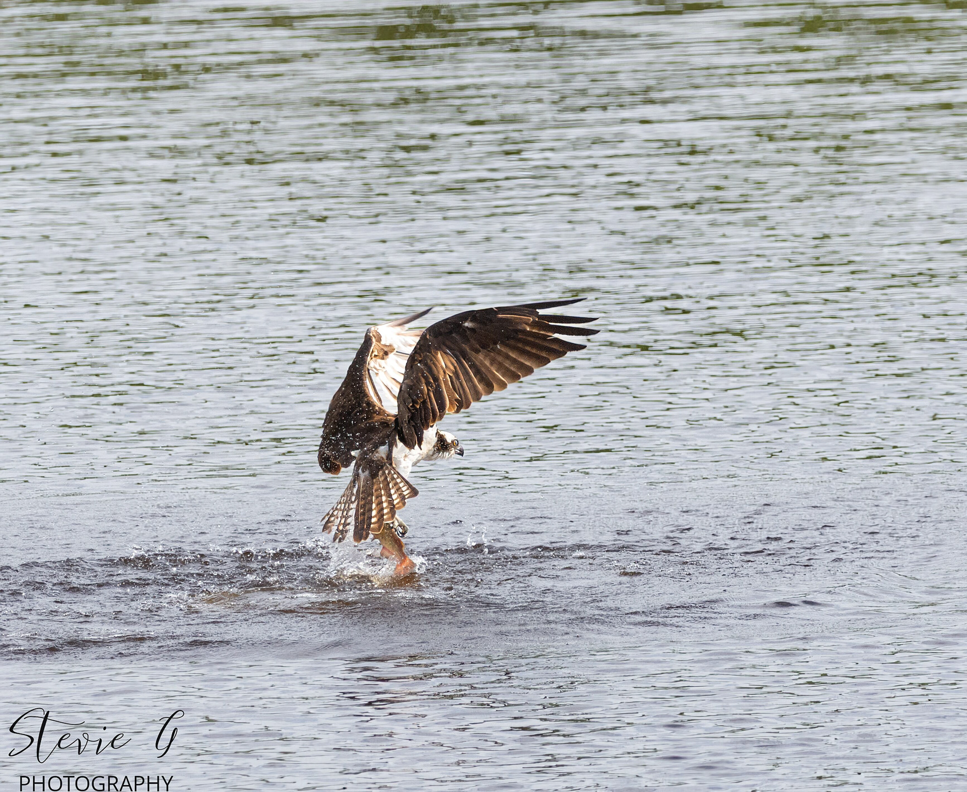 Osprey