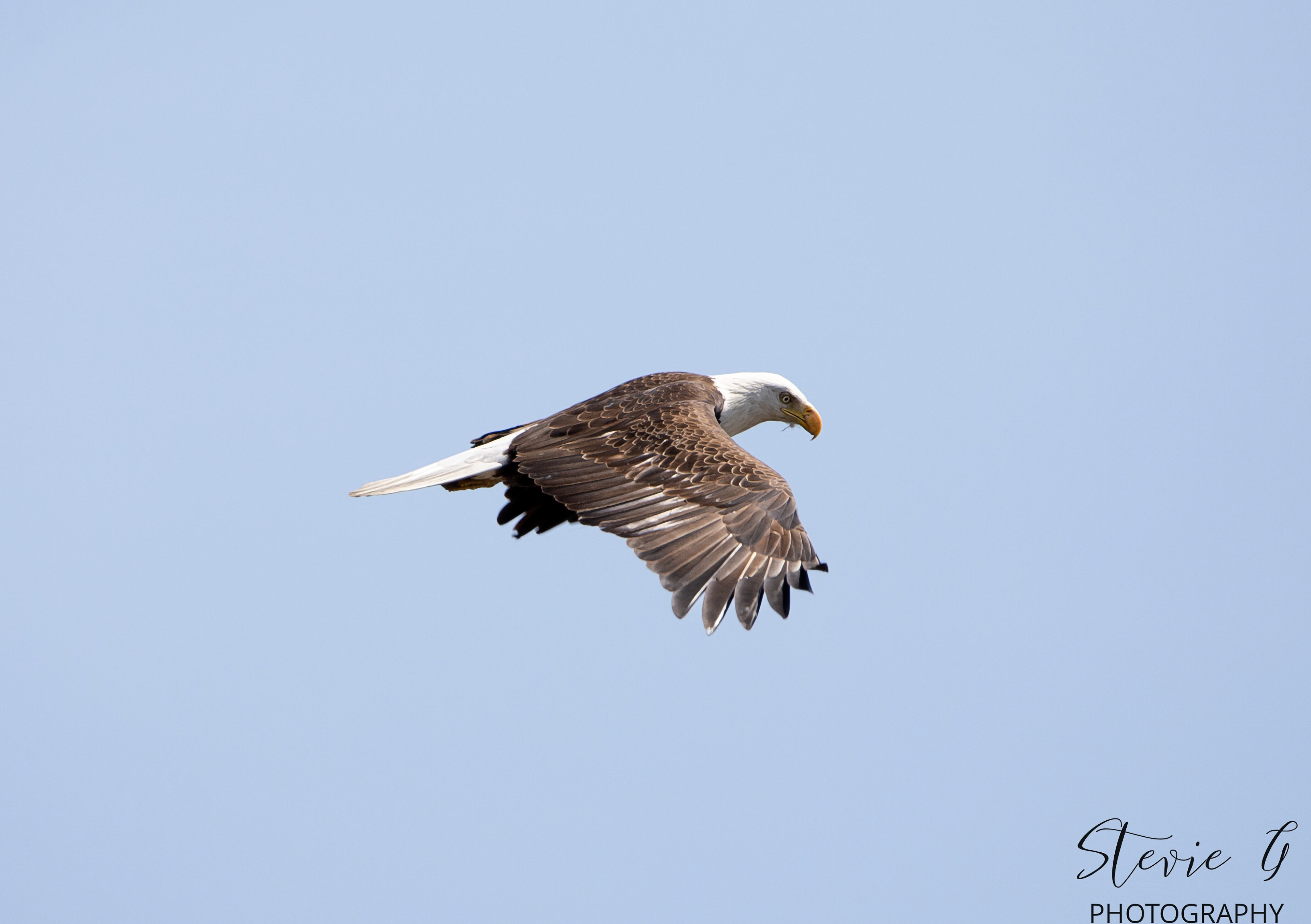 Bald Eagle - Southern N.H.