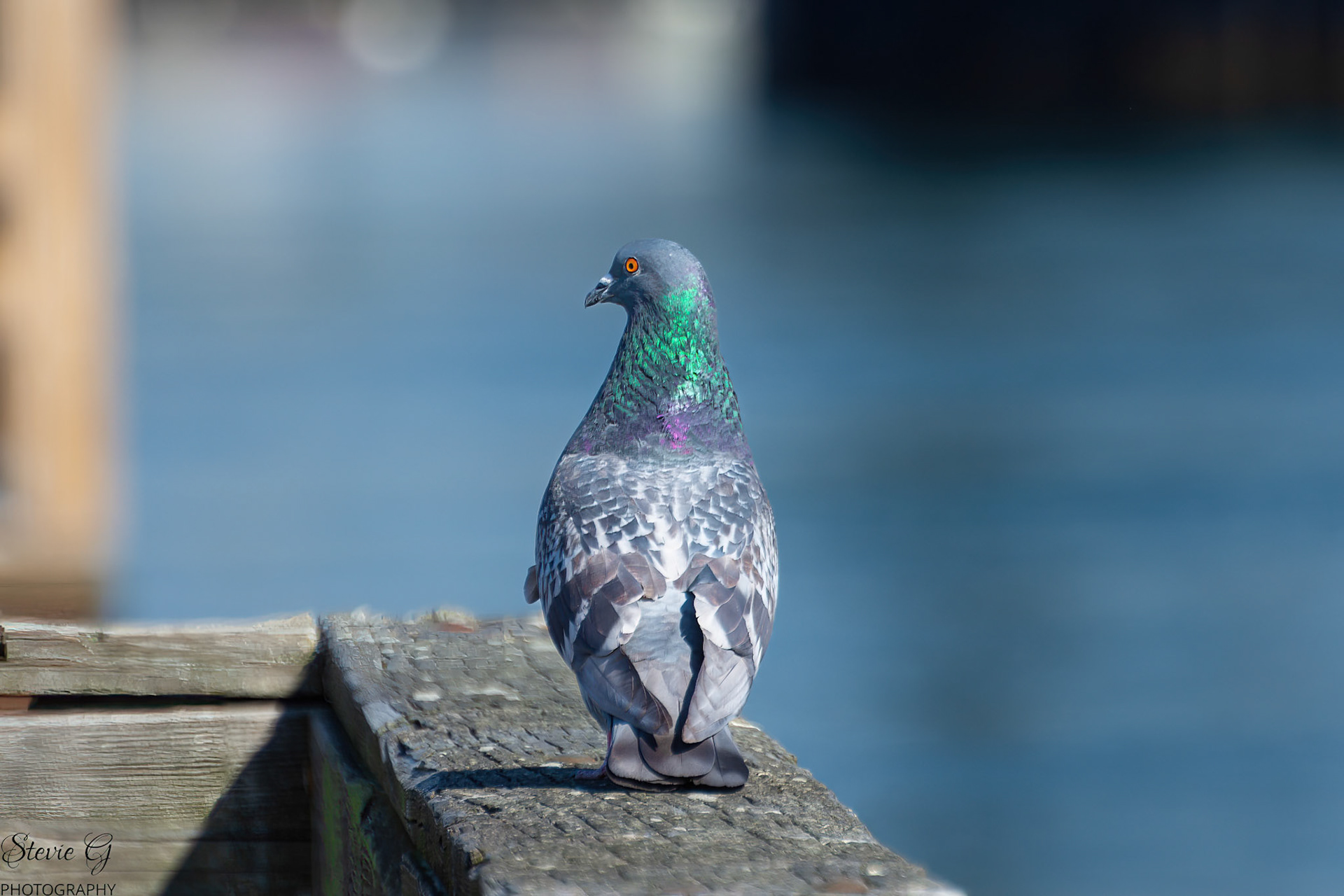 Pigeon Prescott Park