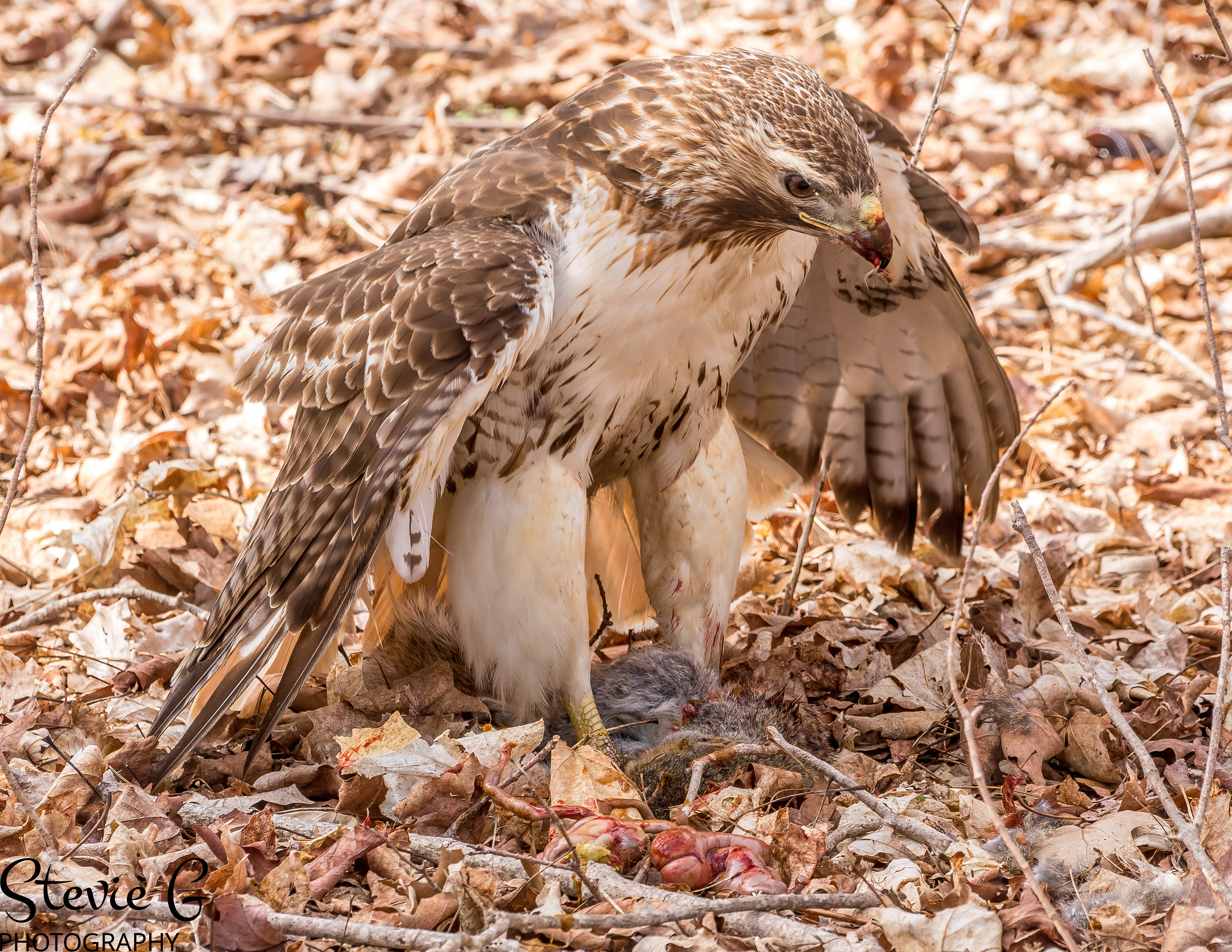 Redtail hawk