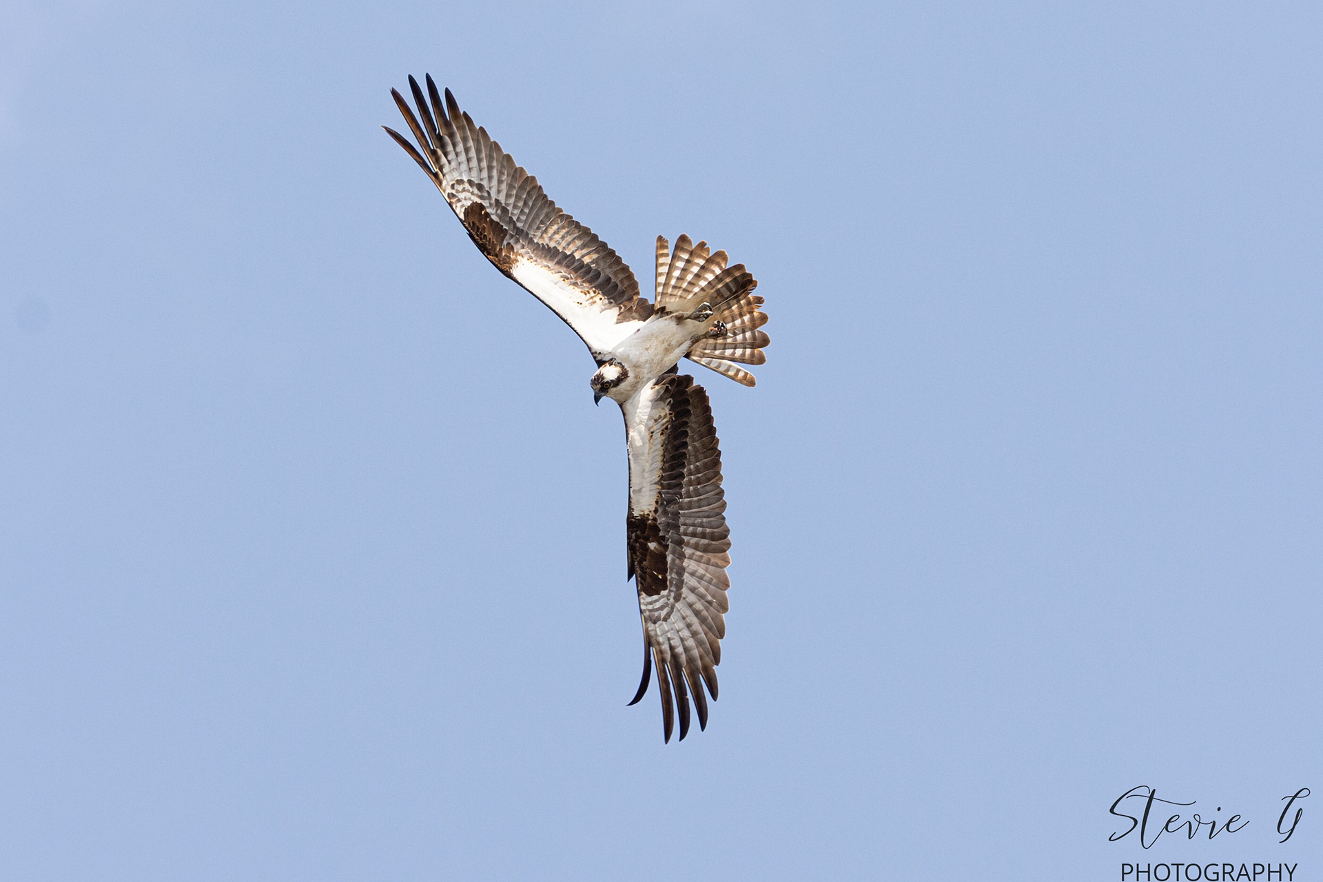Osprey - Southern N.H.