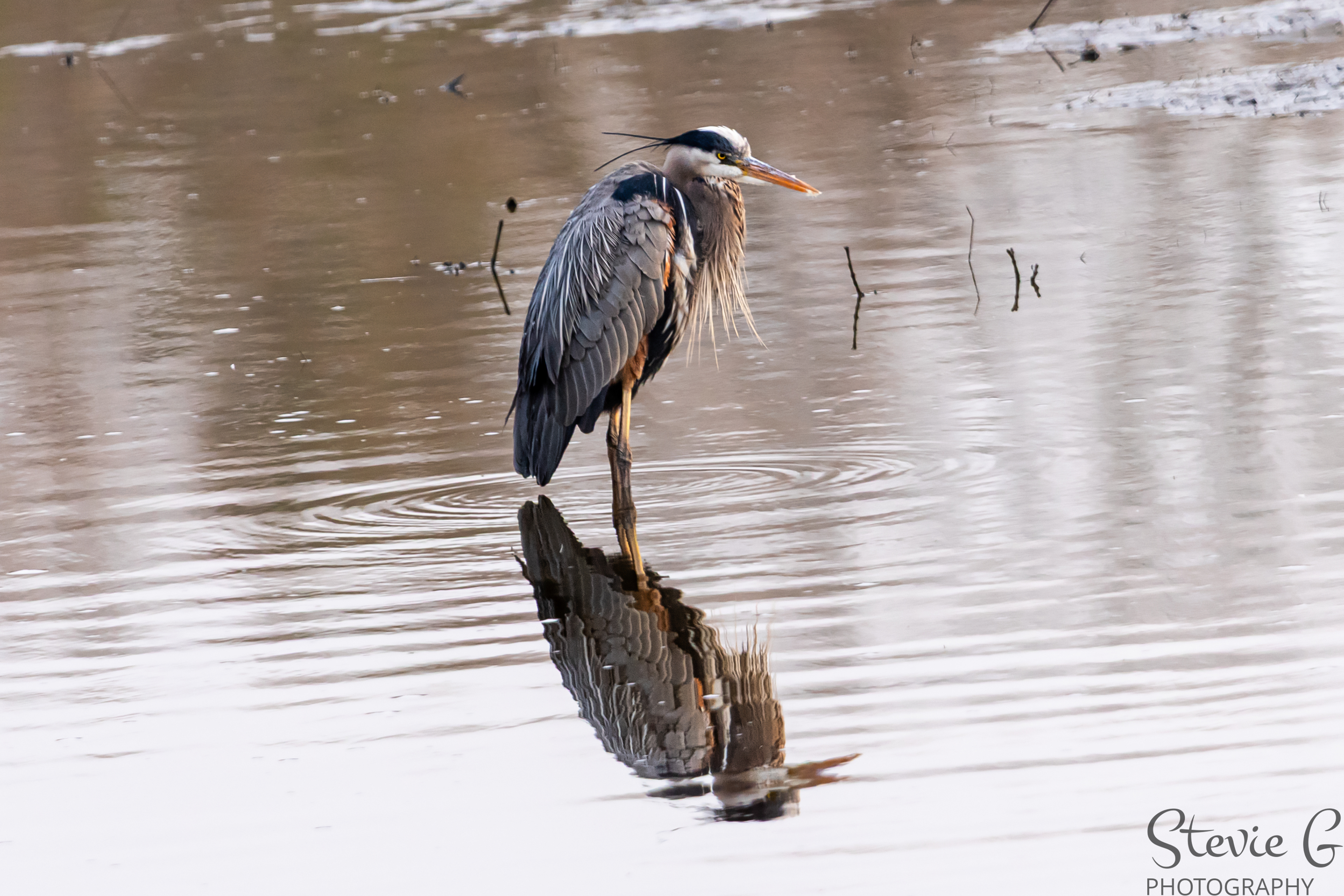 Blue Heron
