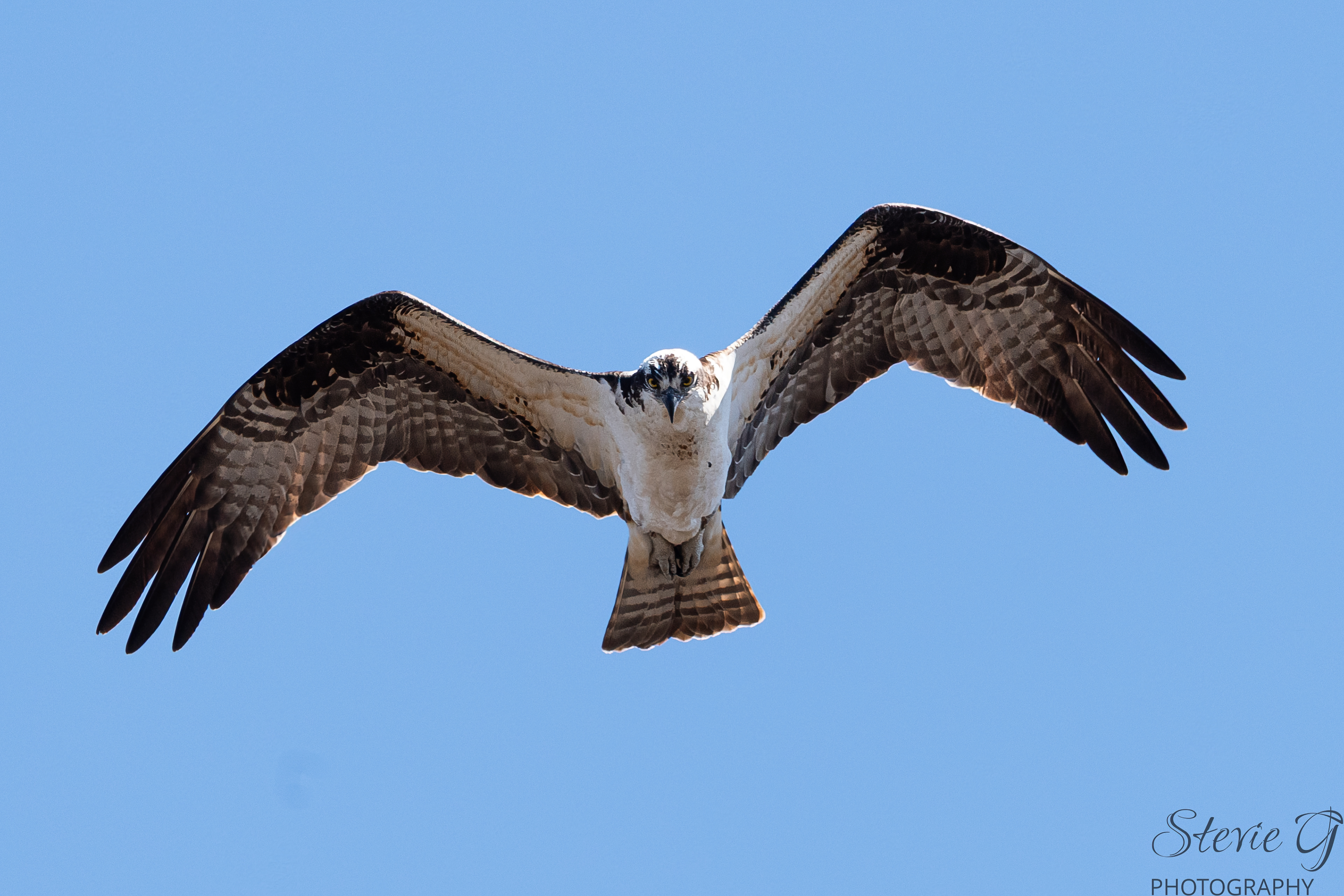 Osprey