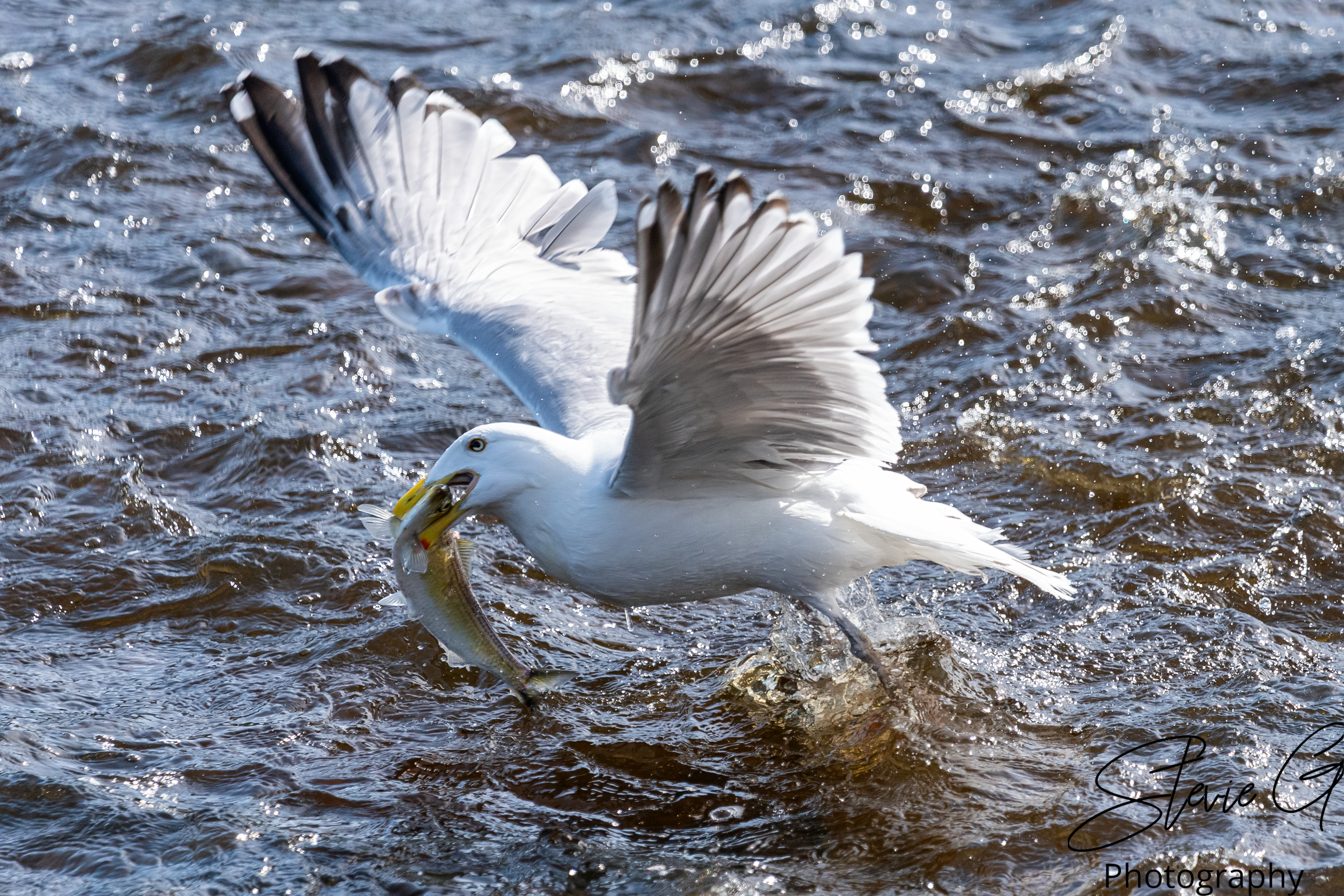 Gull