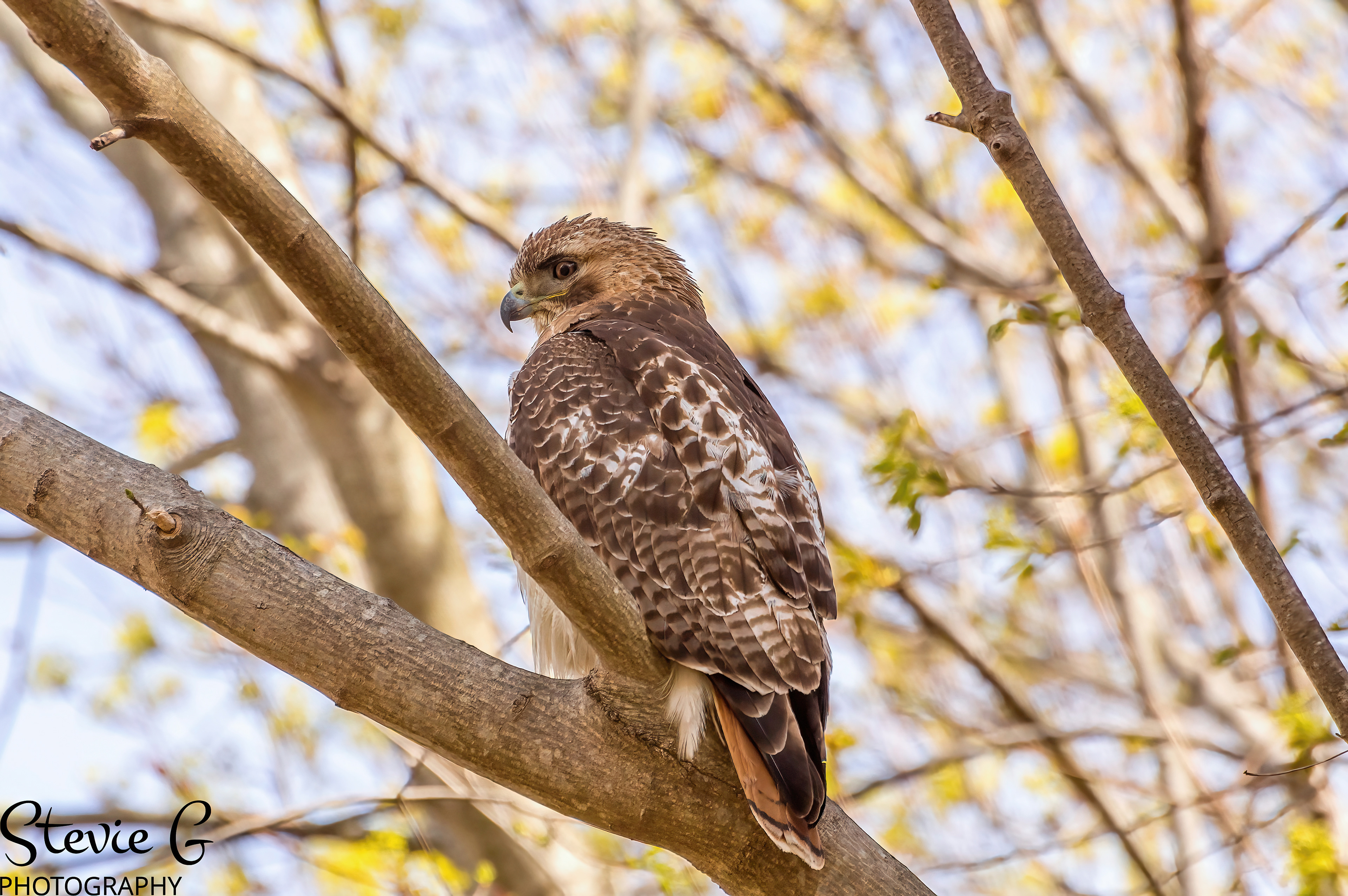 Redtail Hawk - Odiorne State Park