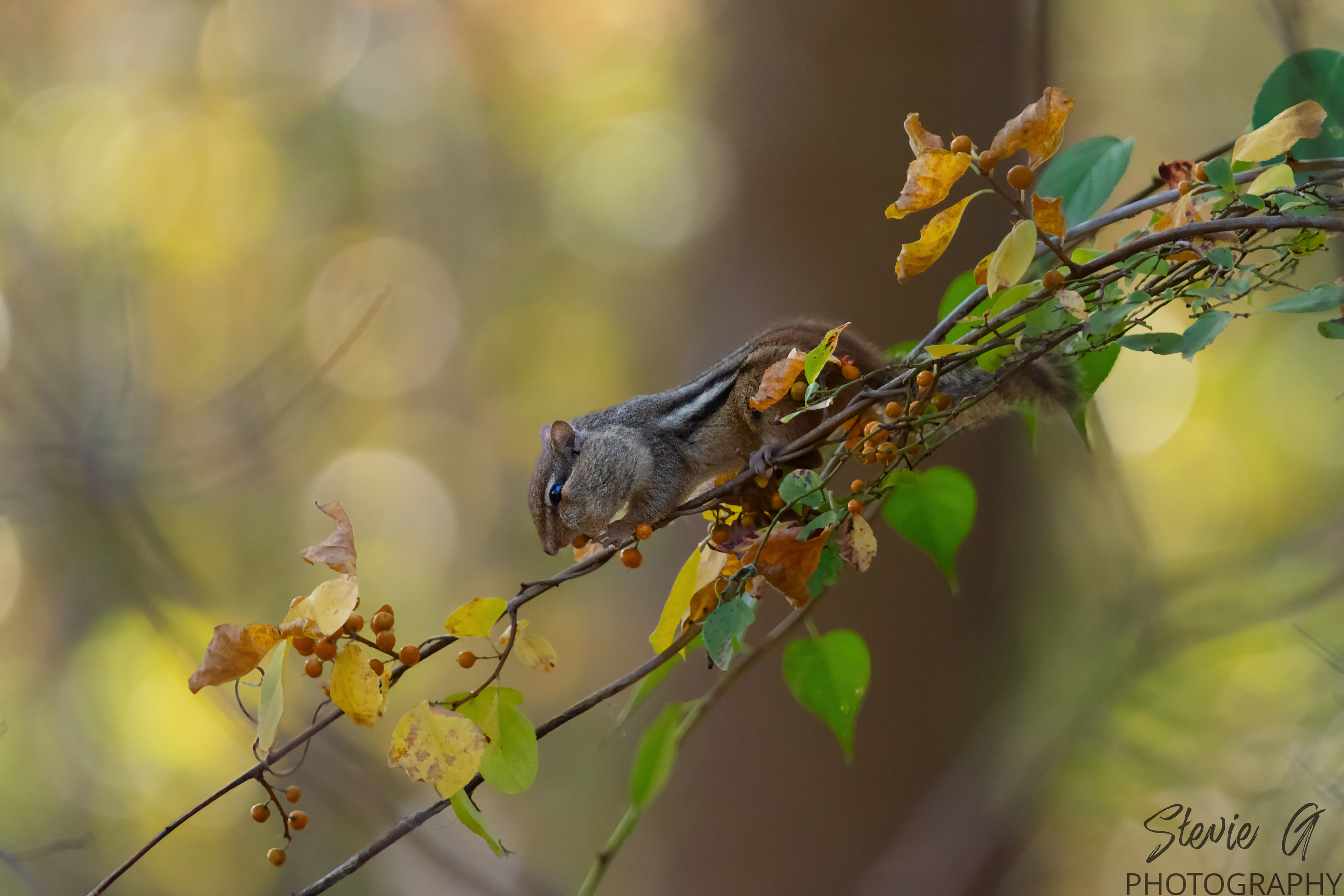 Chipmunk - Odiorne State Park