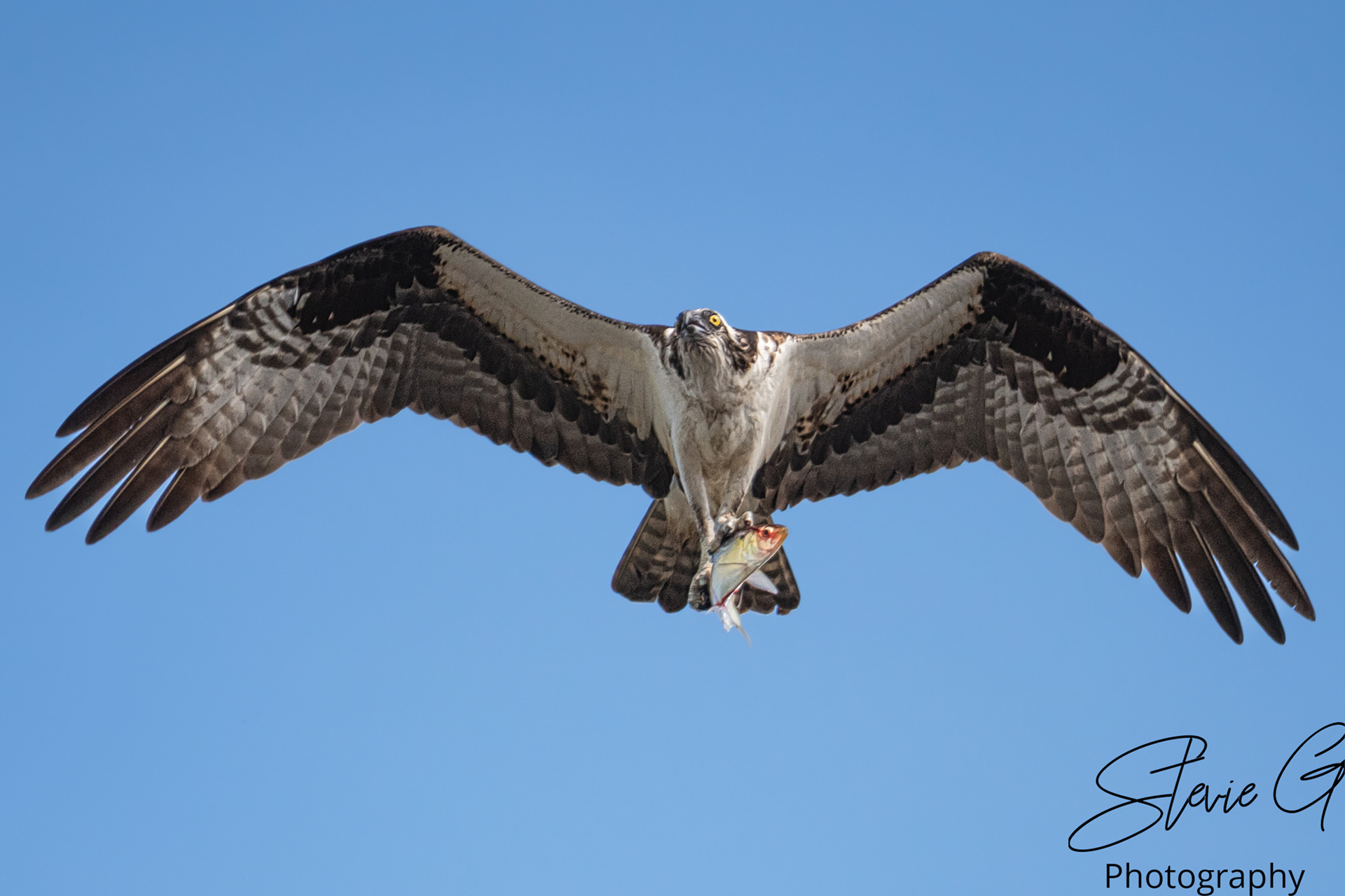 Osprey