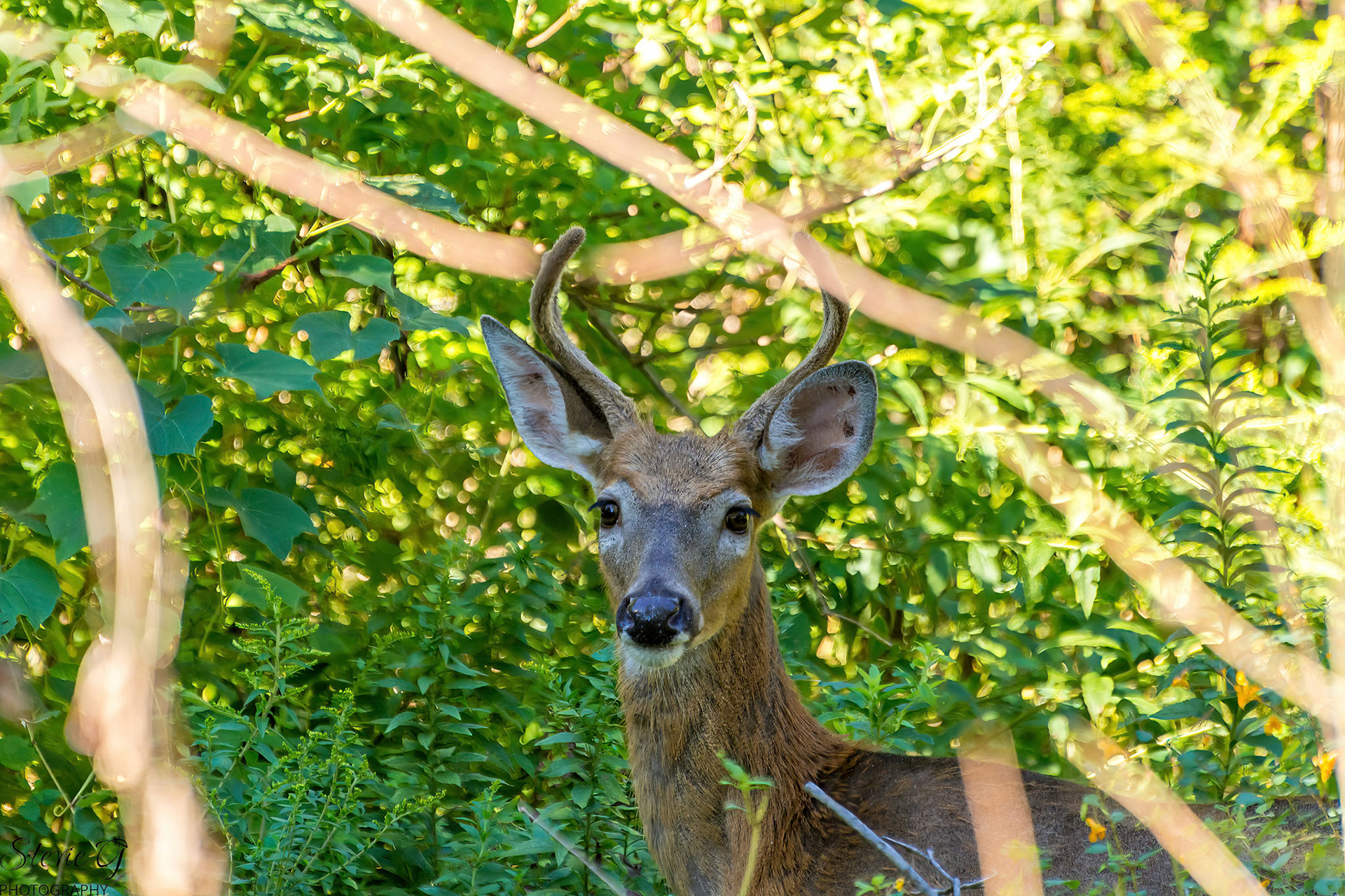 Male Whiteail buck at Odiorne state park