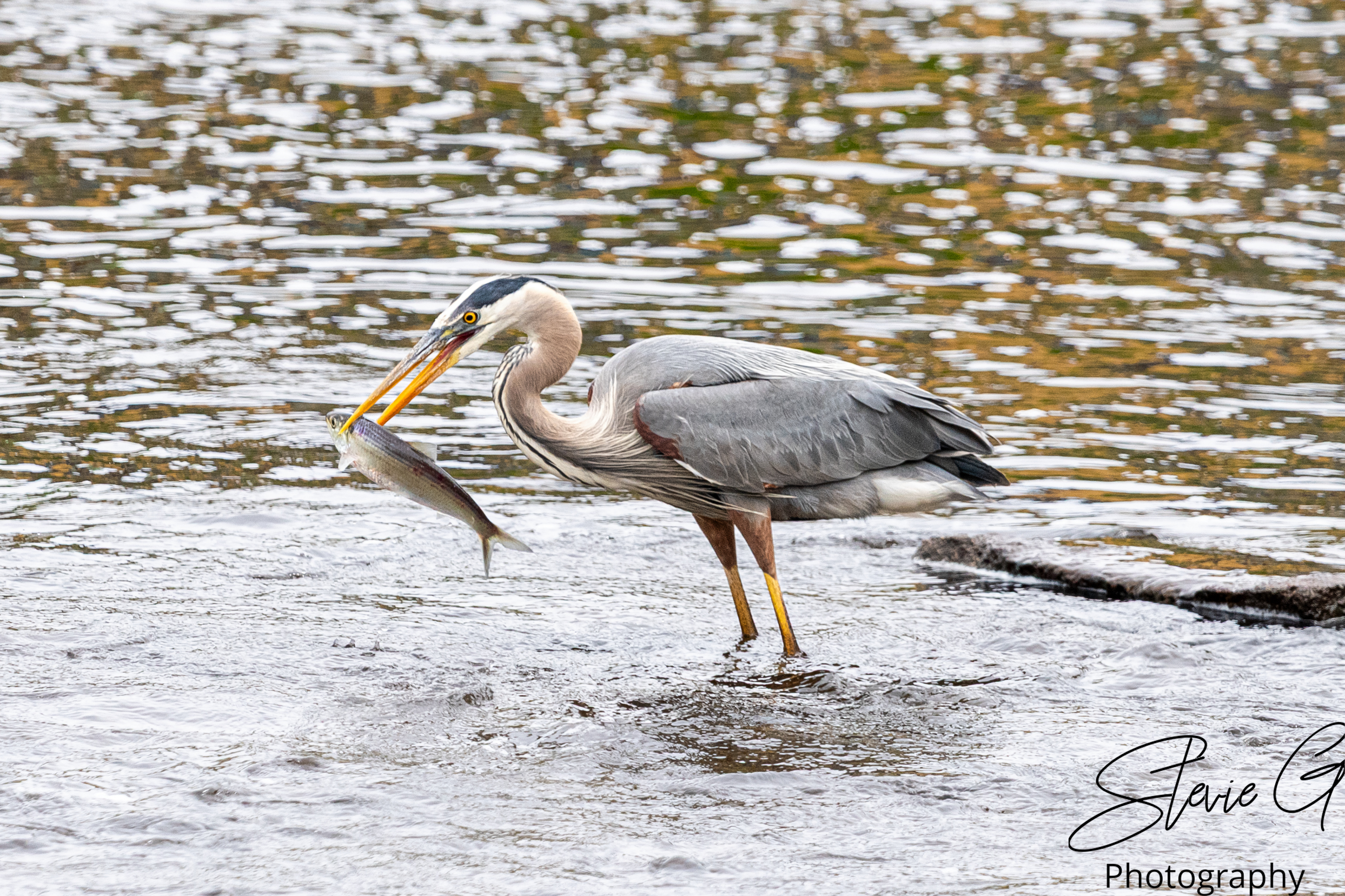 Blue Heron