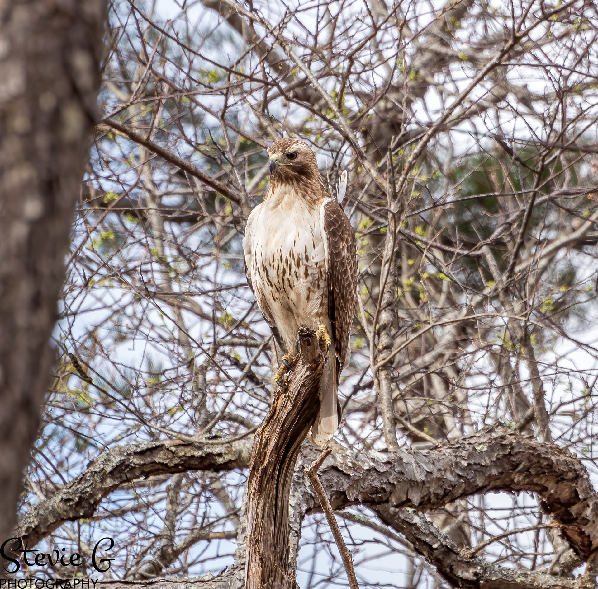 Redtail Hawk