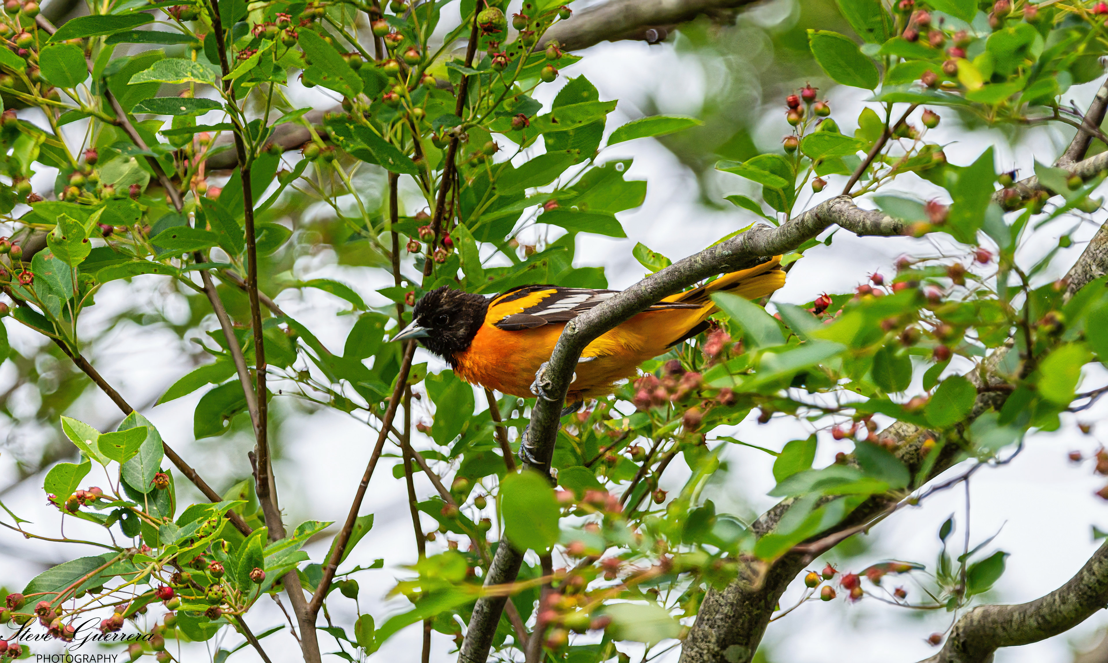 Oriole