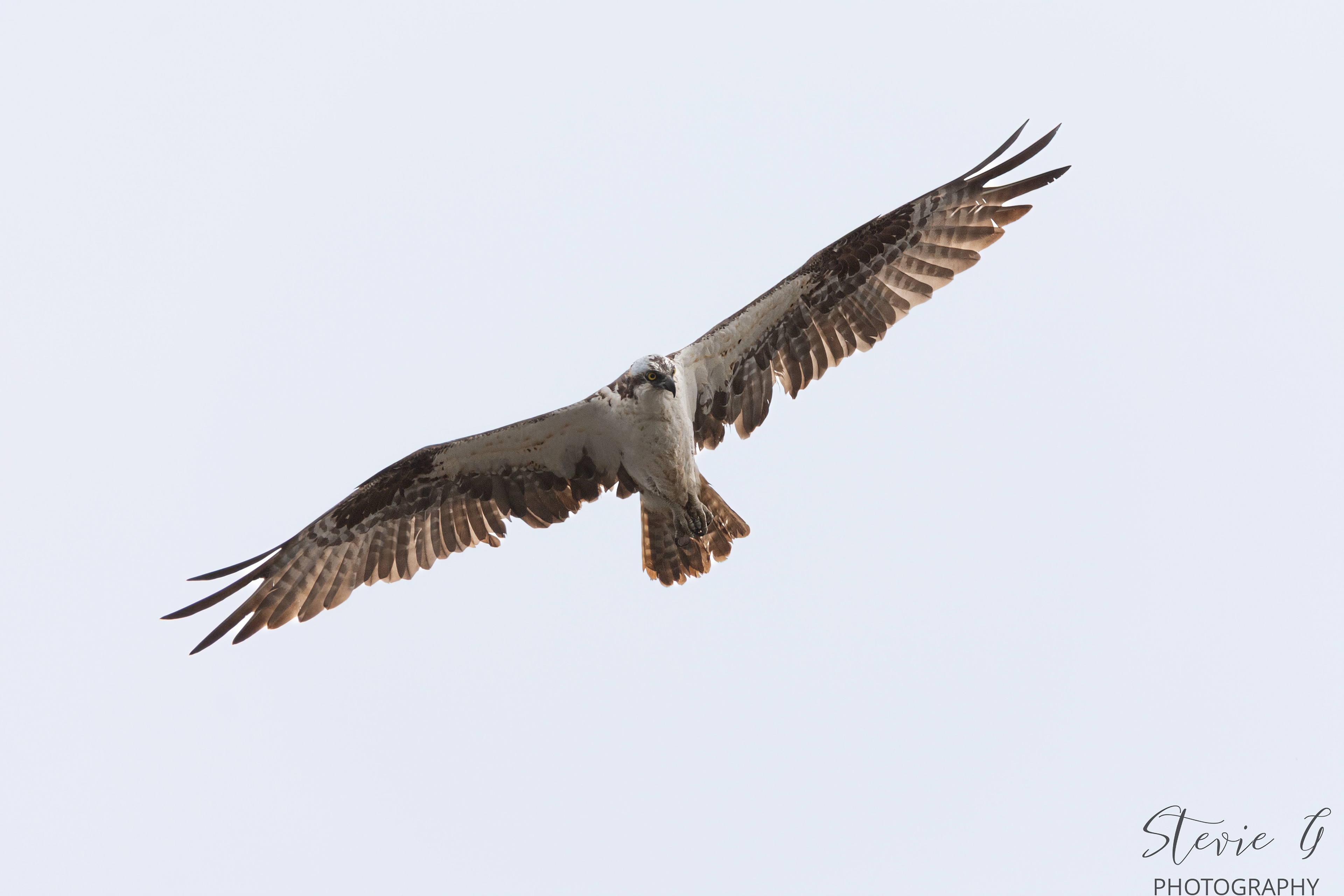 Osprey
