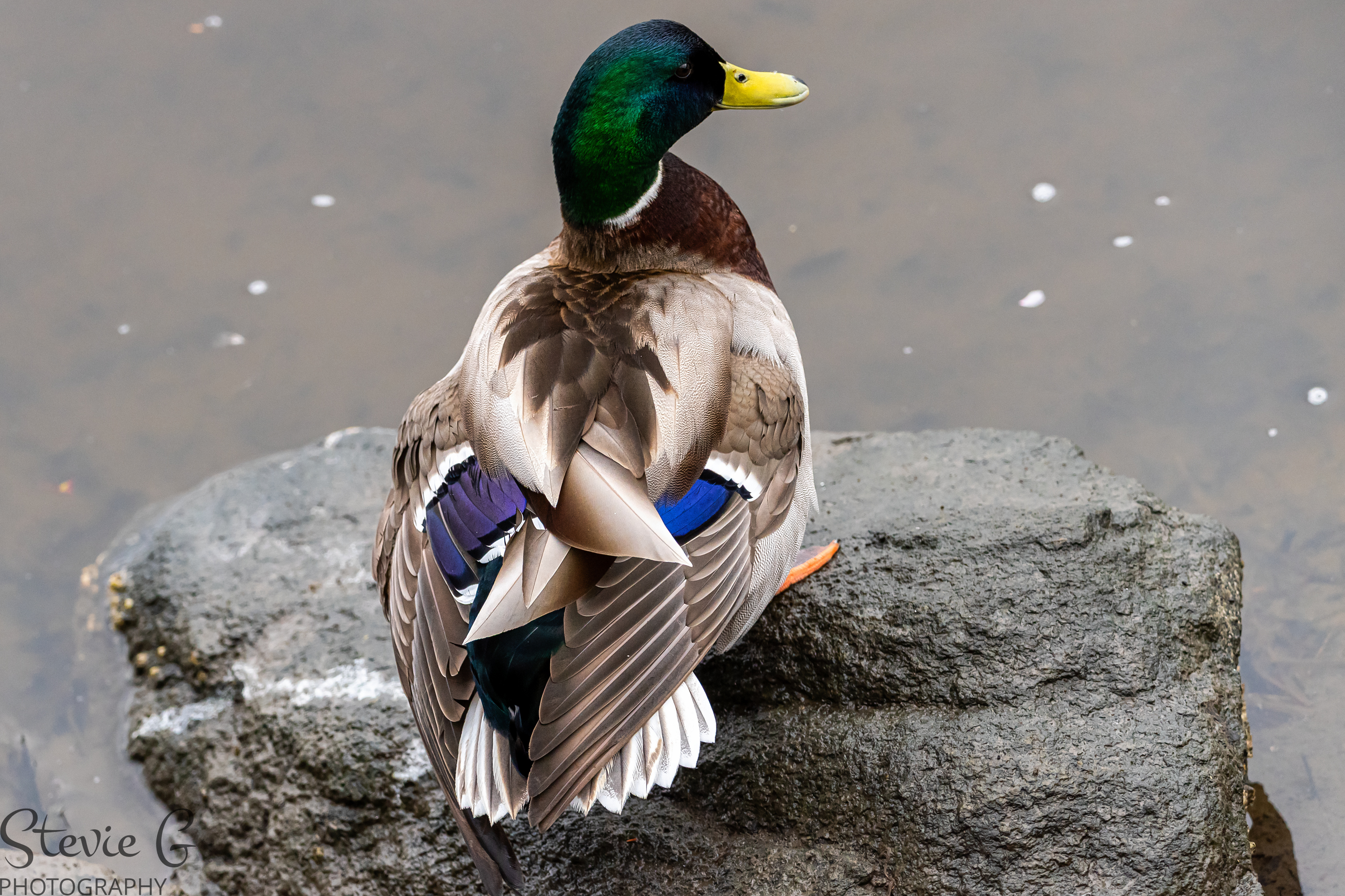 Mallard Duck
