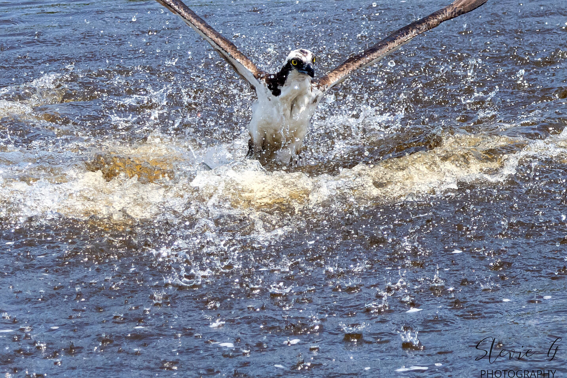 Osprey - Southern N.H.
