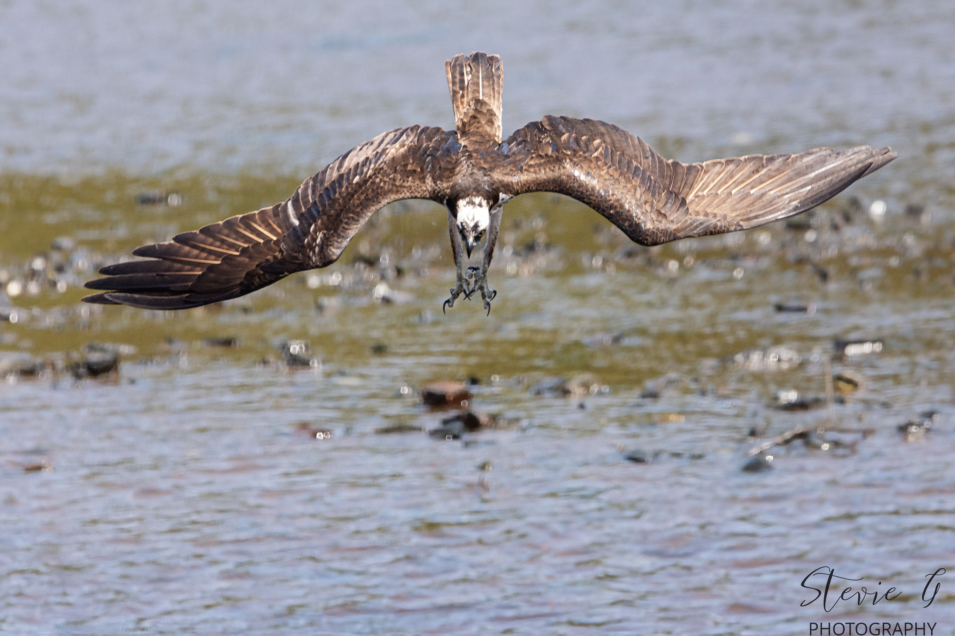 Osprey - Southern N.H.