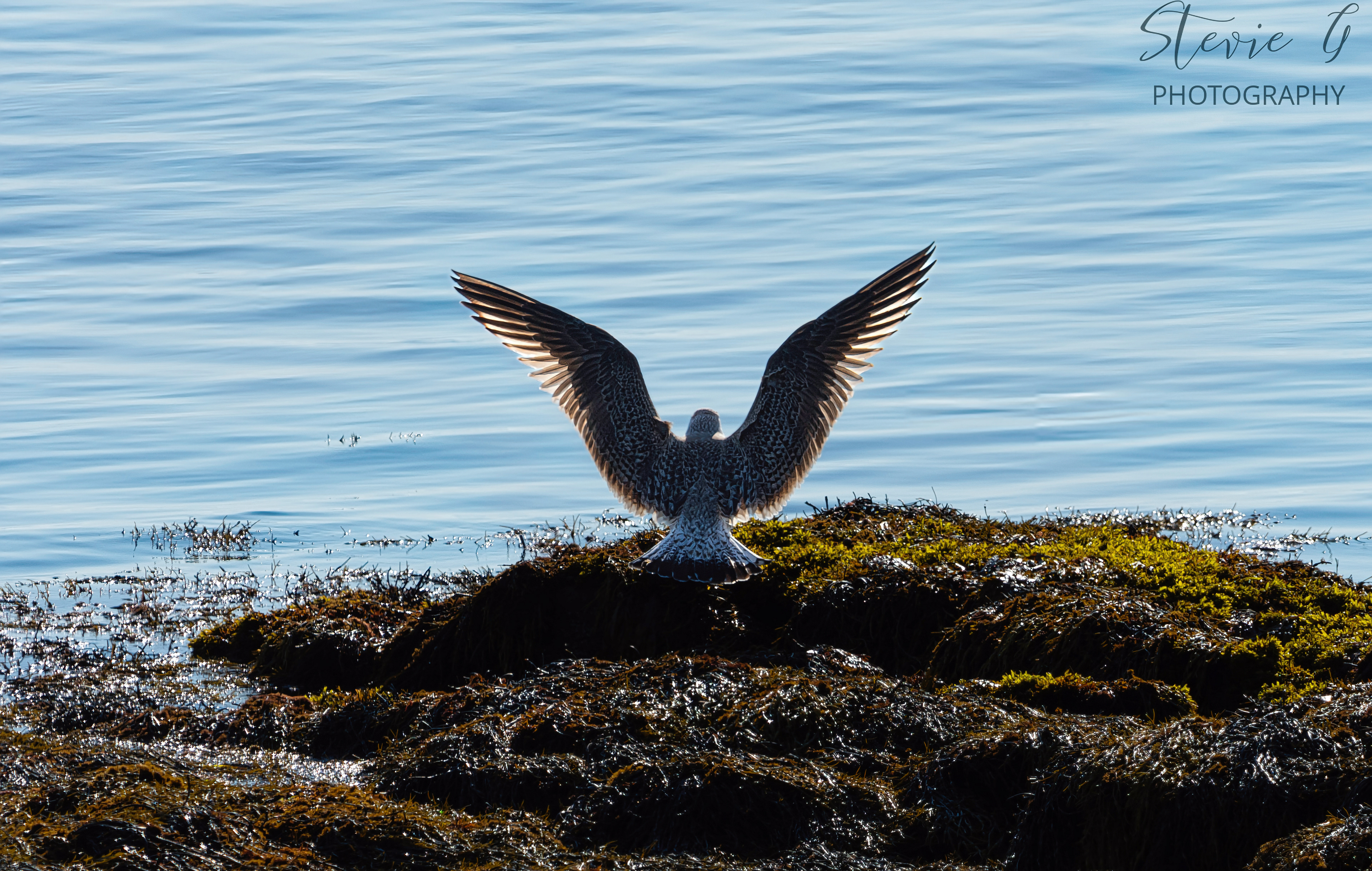 Gull on landing - Odiorne State Park
