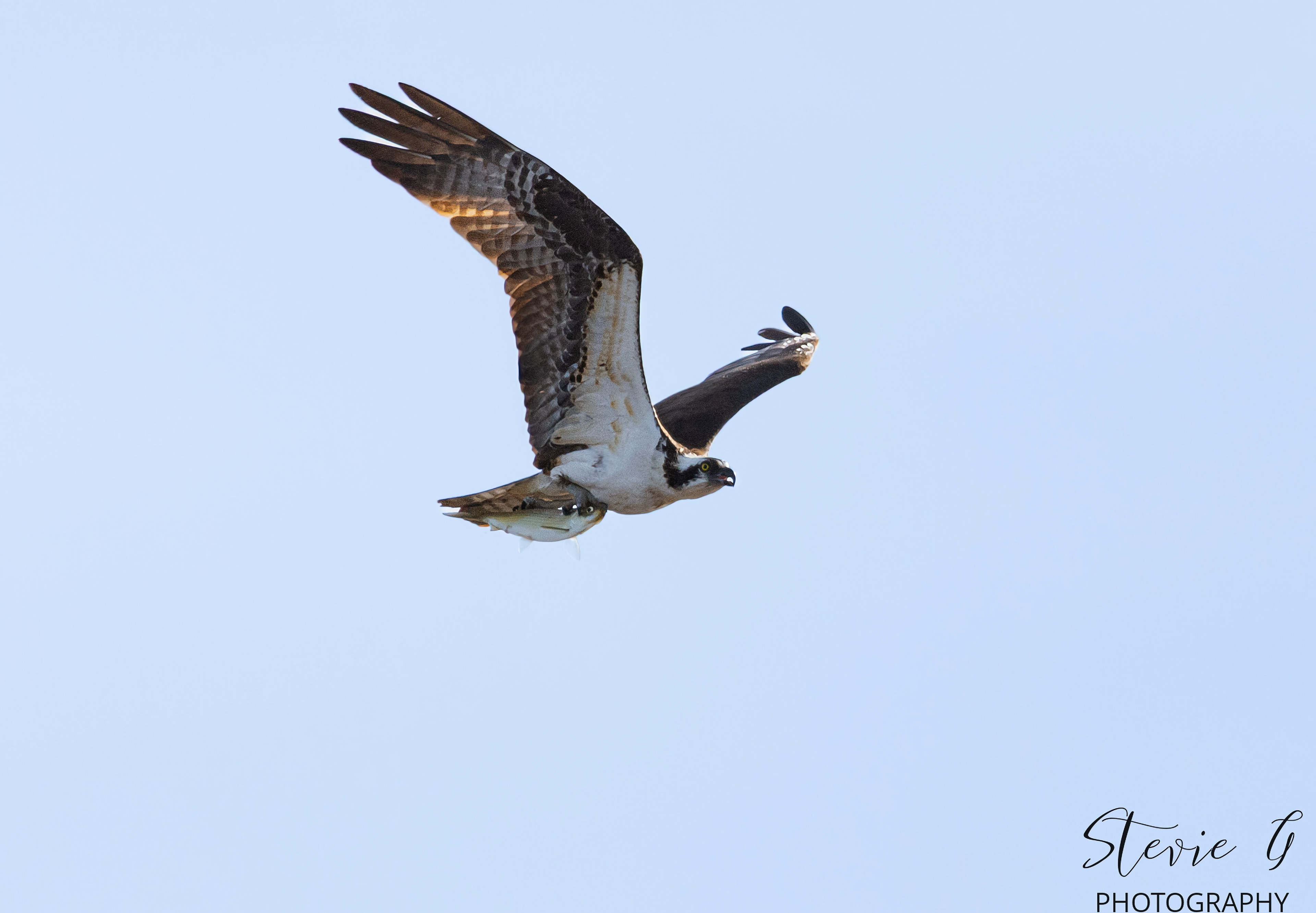 Osprey - Southern N.H.