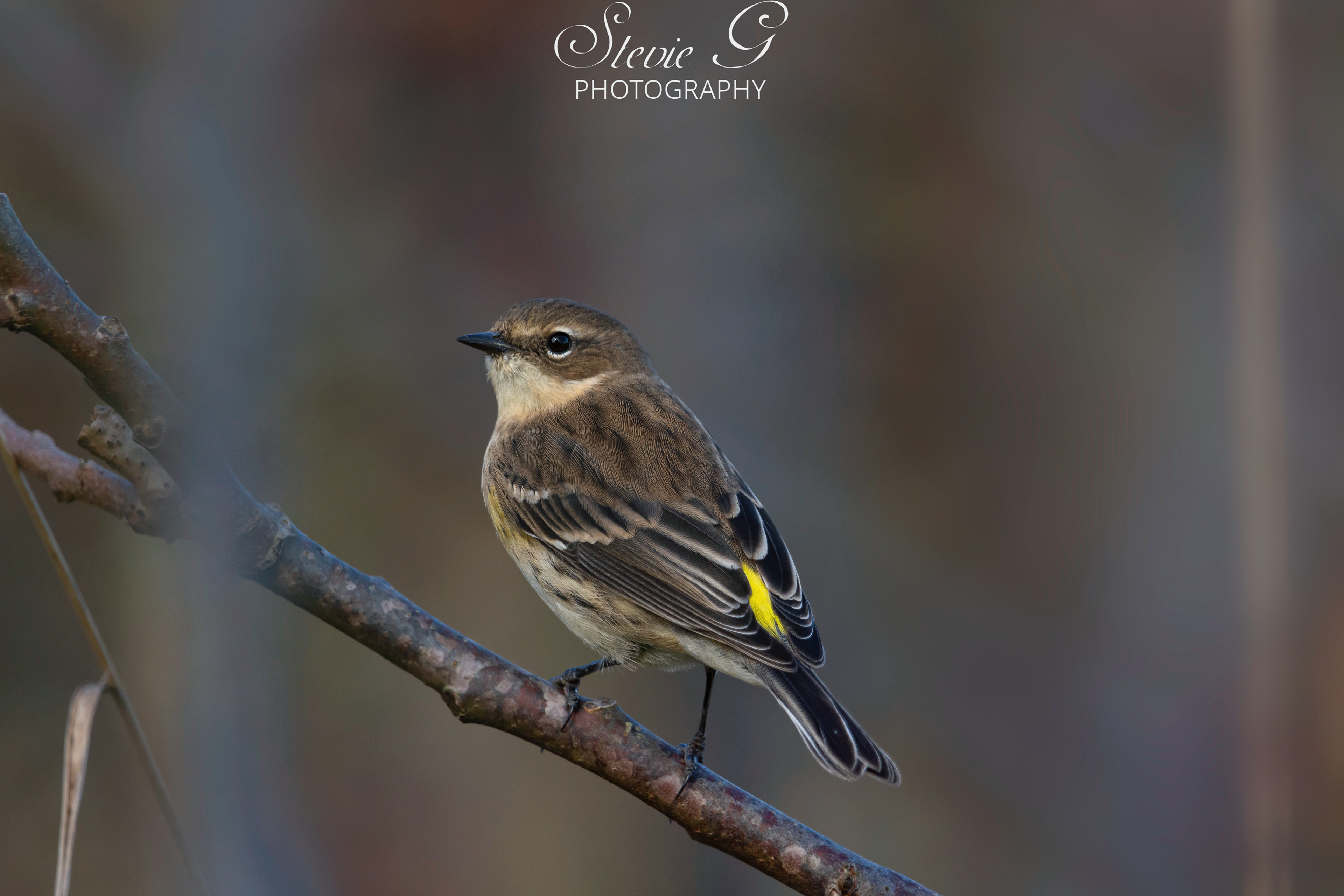 Yellow-rumped Warblers -Odiorne State Park
