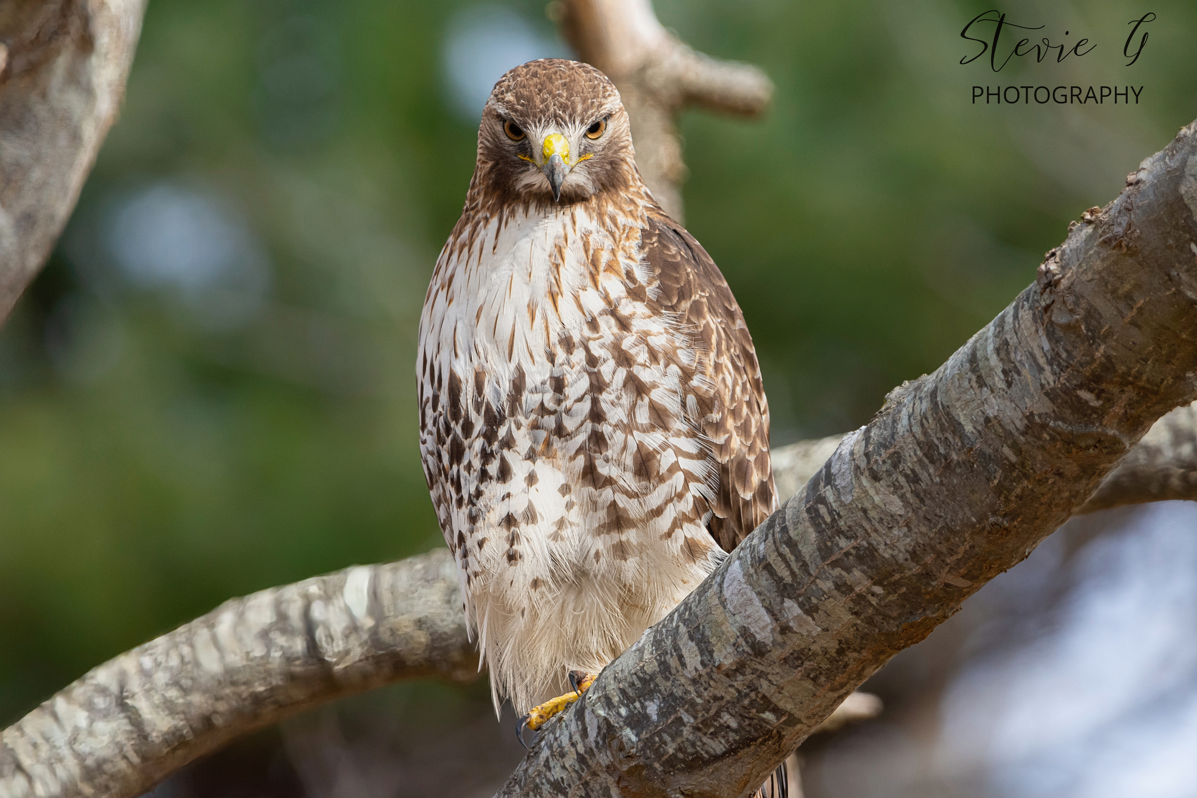 Redtail hawk