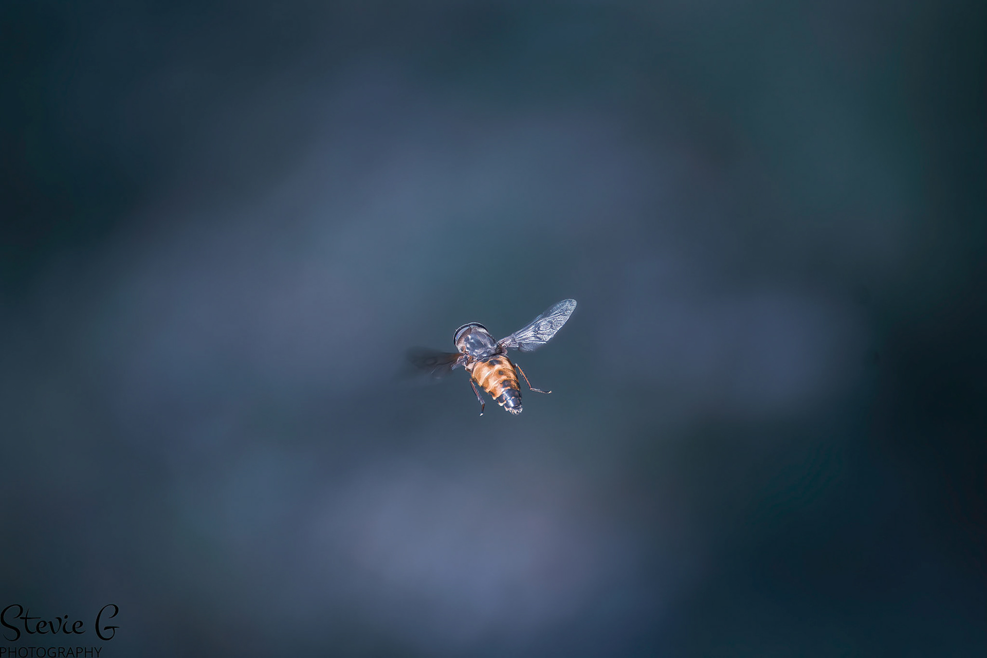 Bee Great Bay National Wildlife Refuge