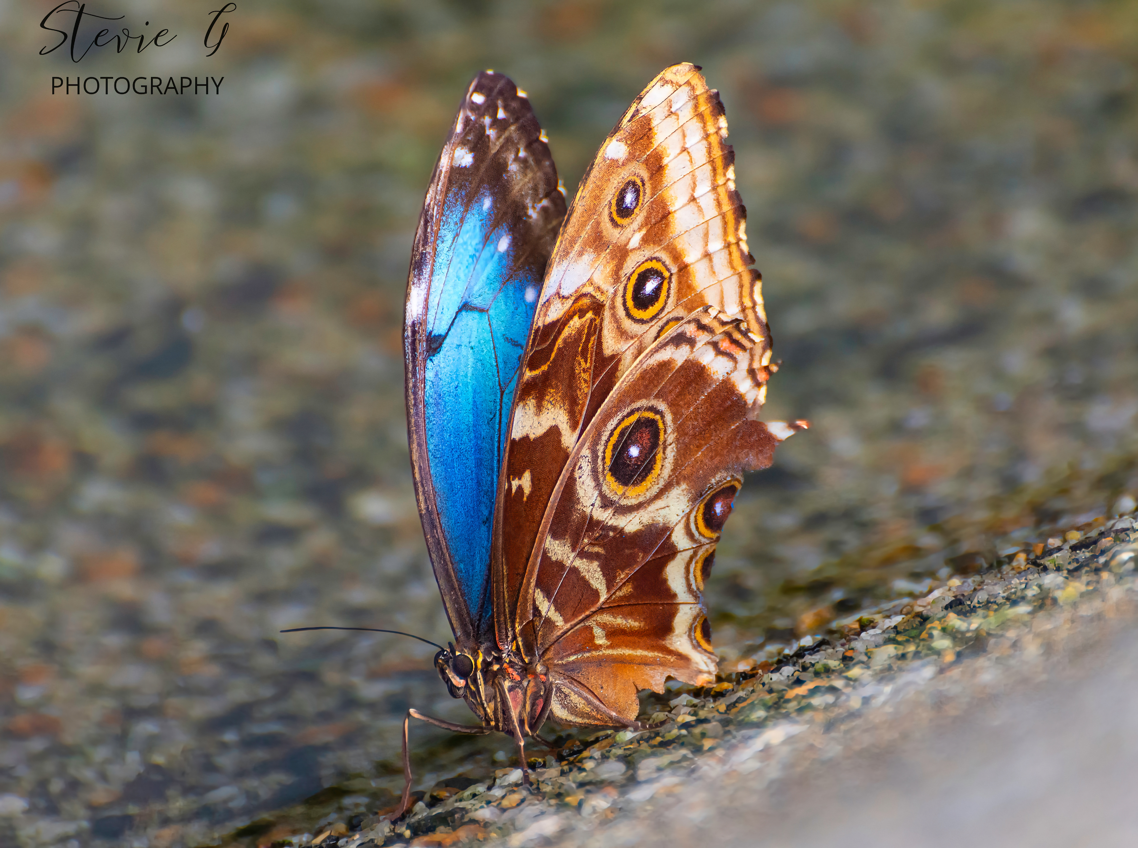  Blue Morpho butterfly