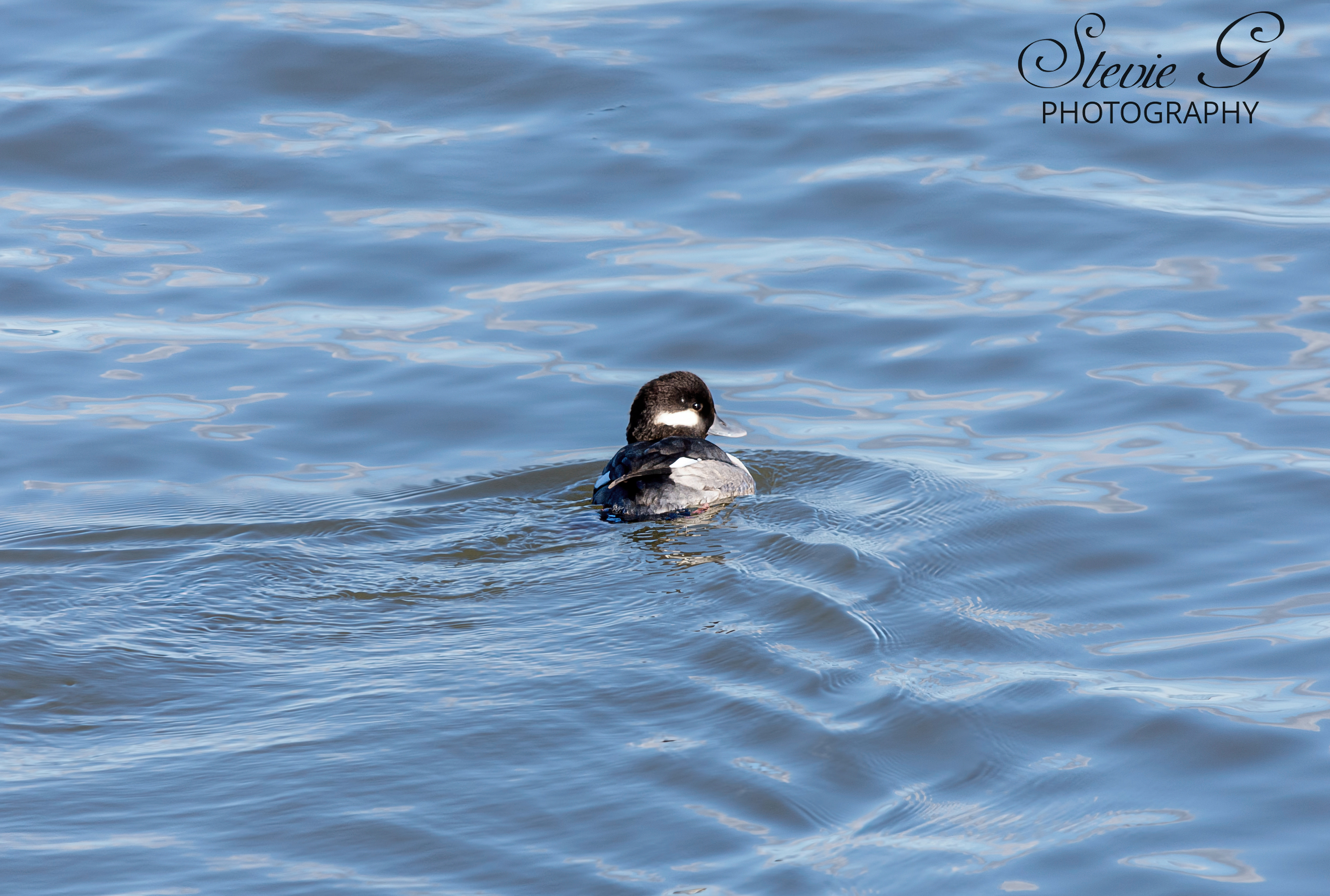 Bufflehead Duck - Odiorne State Park RyeN.H.