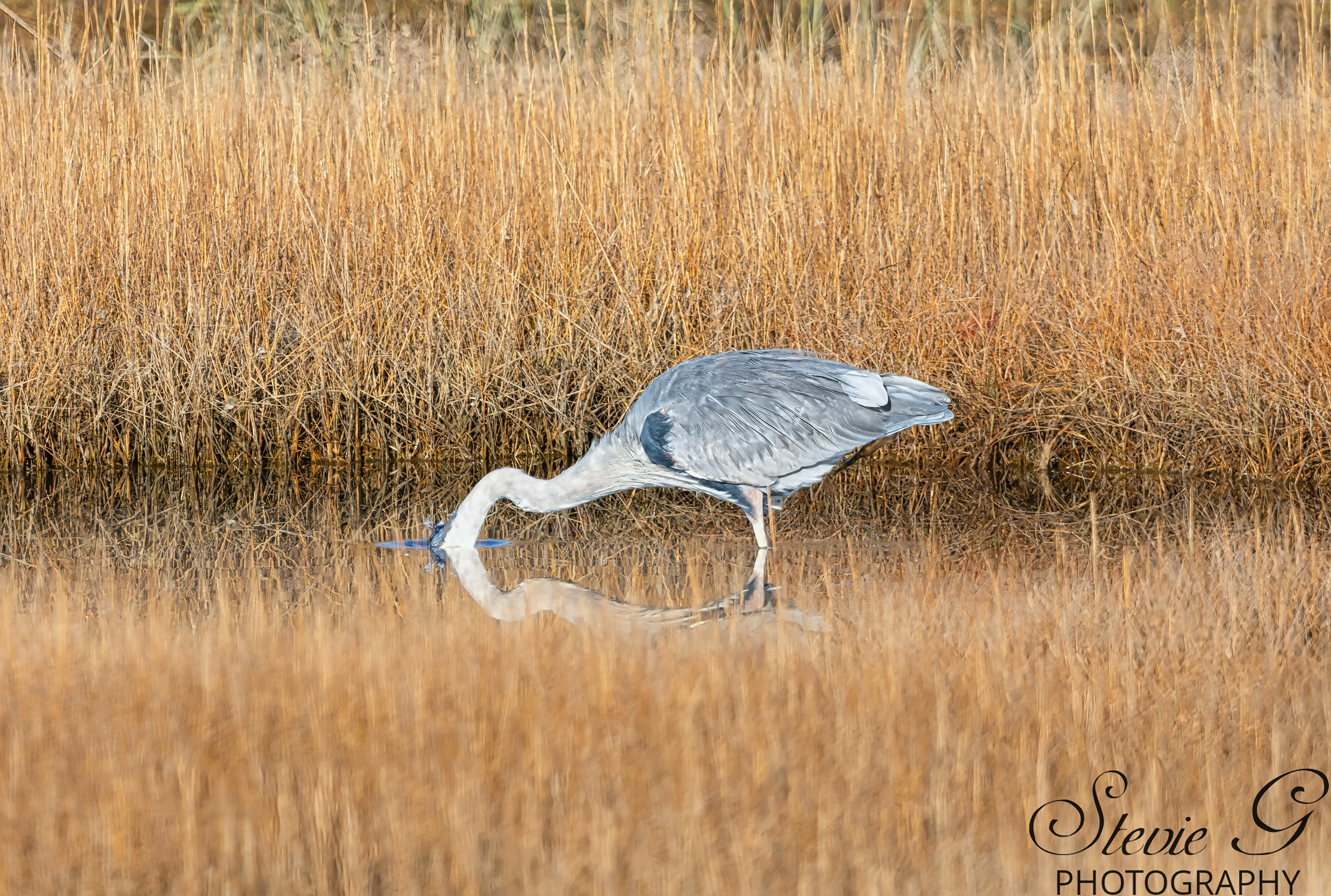 Grey Heron - Rye N.H.
