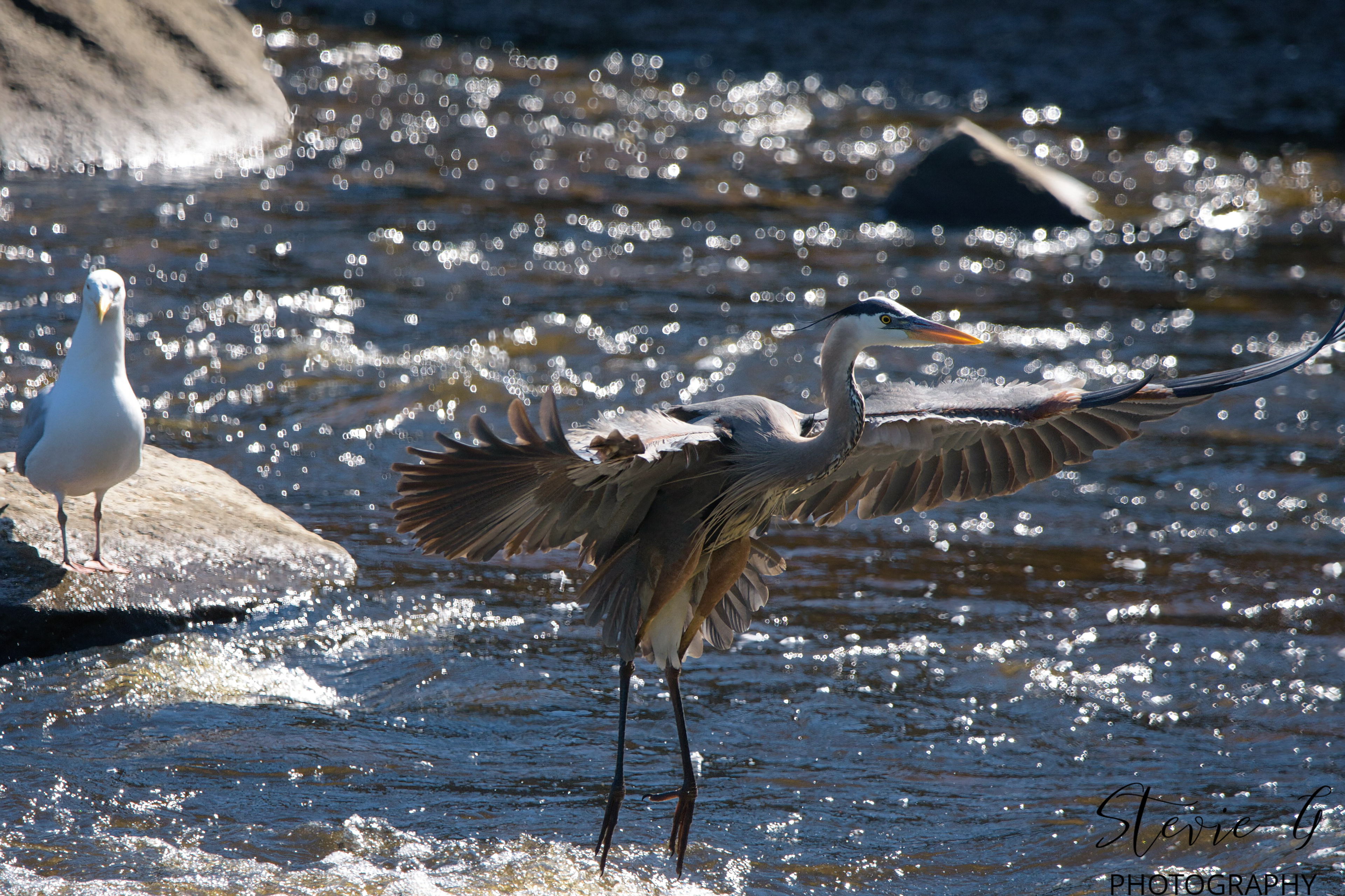 Great Blue Heron