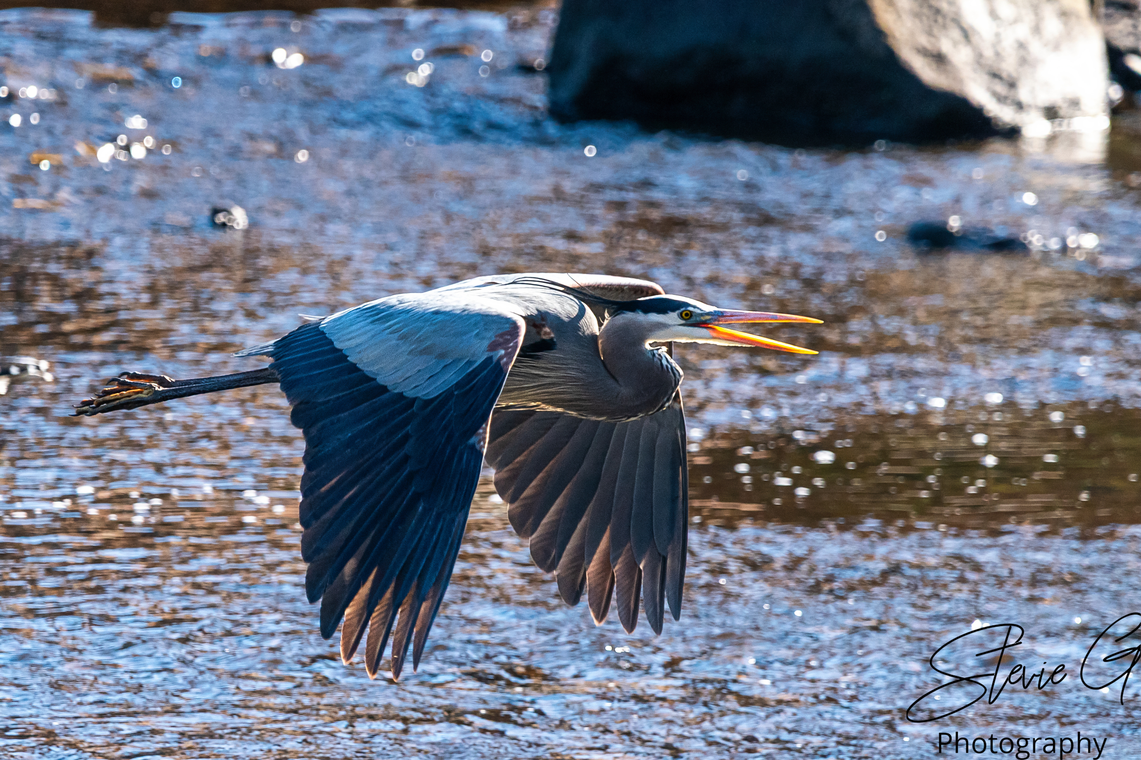 Blue Heron