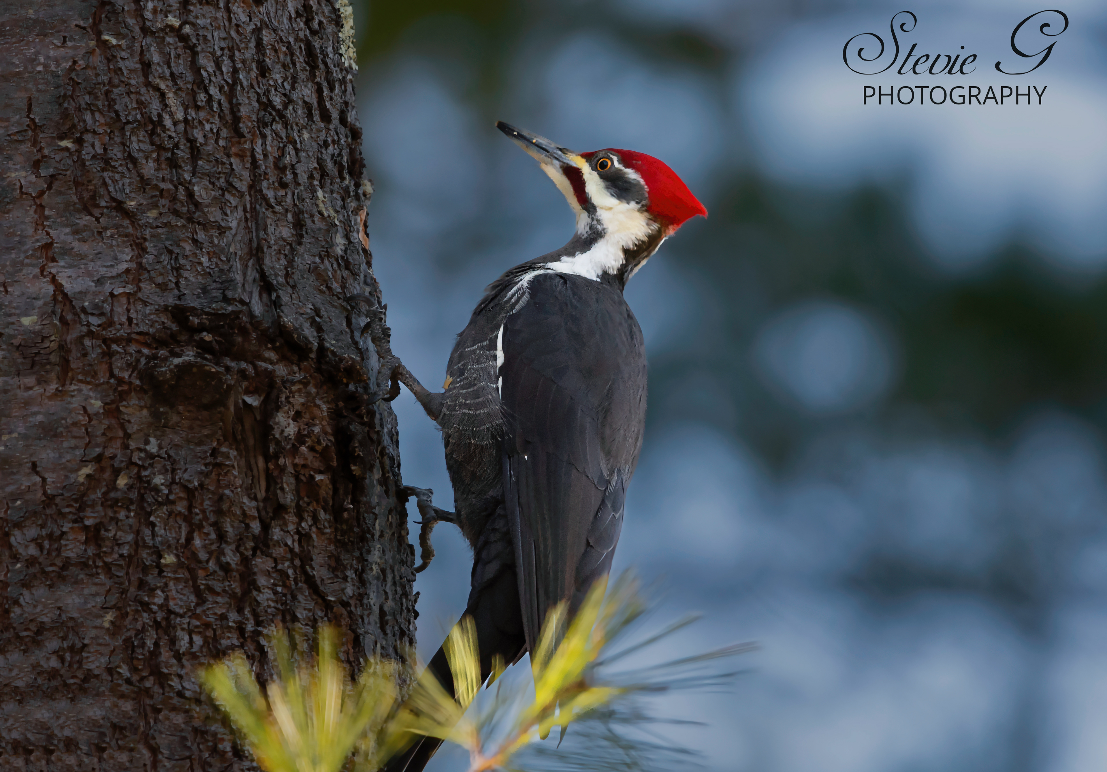 Pileated Woodpecker -Odiorne State Park Rye N.H.