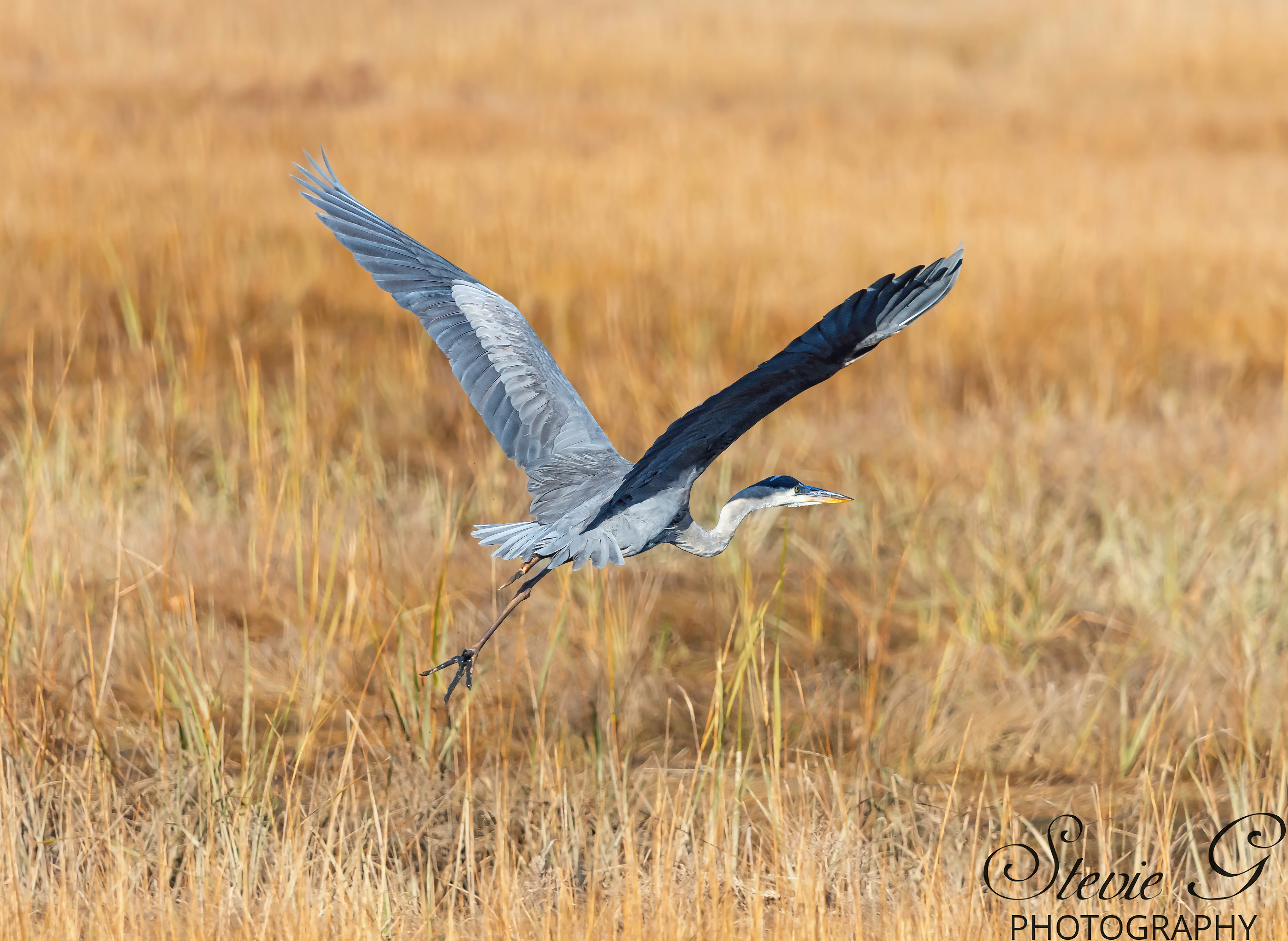 Grey Heron - Rye N.H.