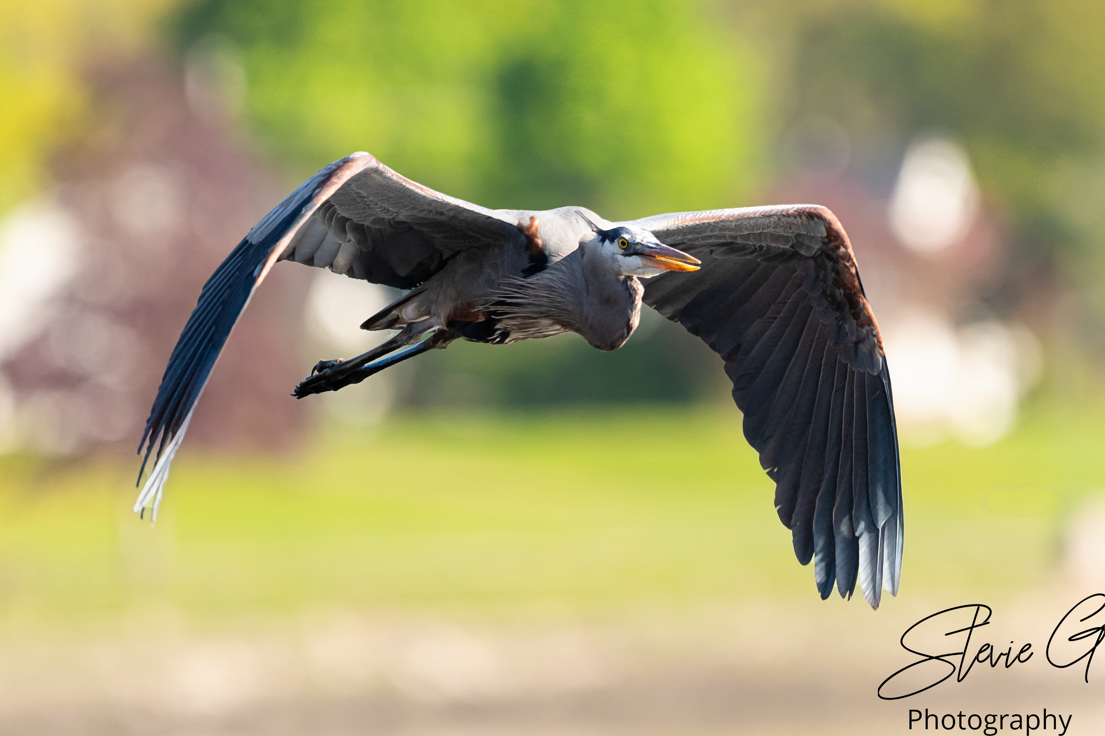 Blue Heron