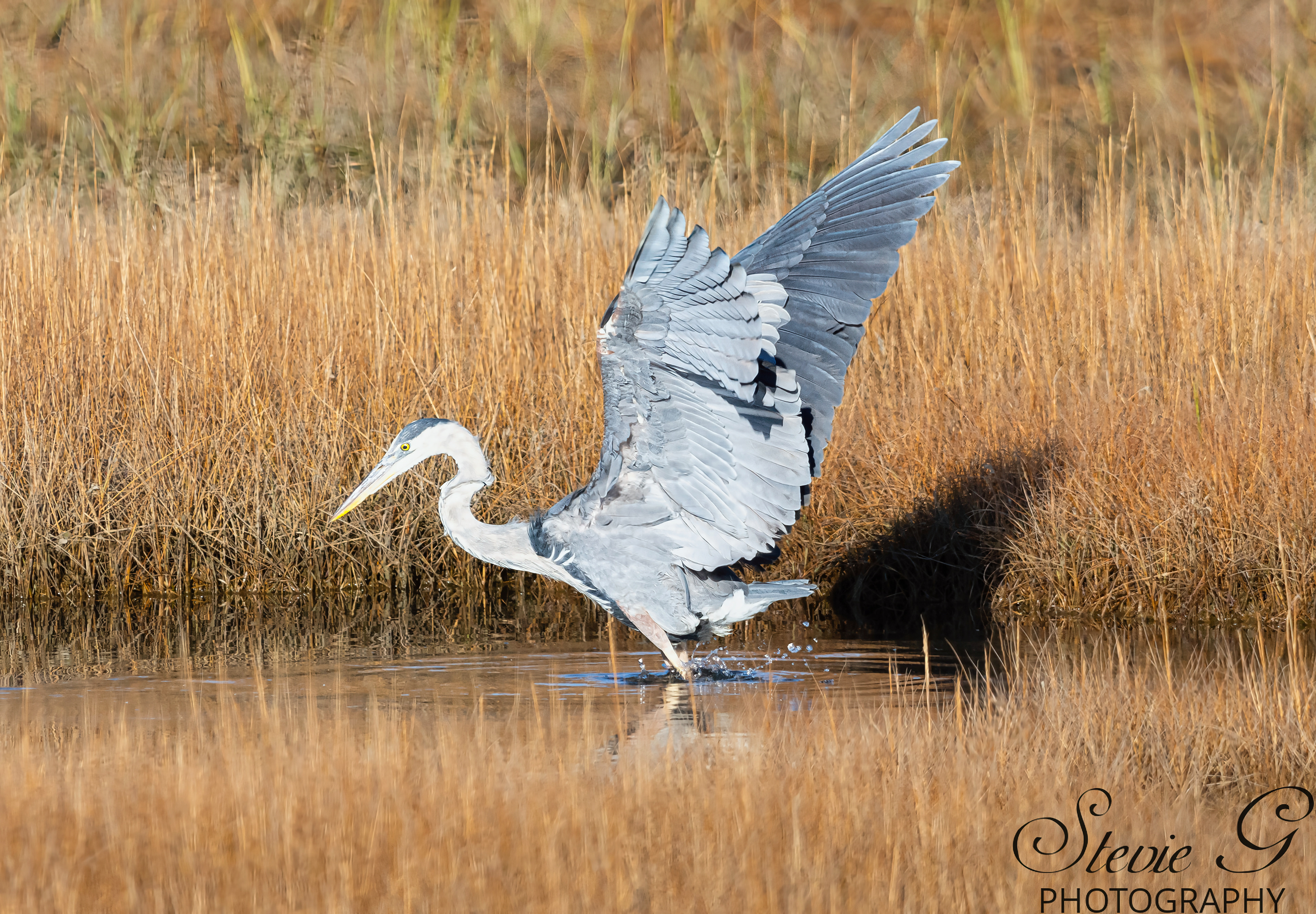 Grey Heron - Rye N.H.
