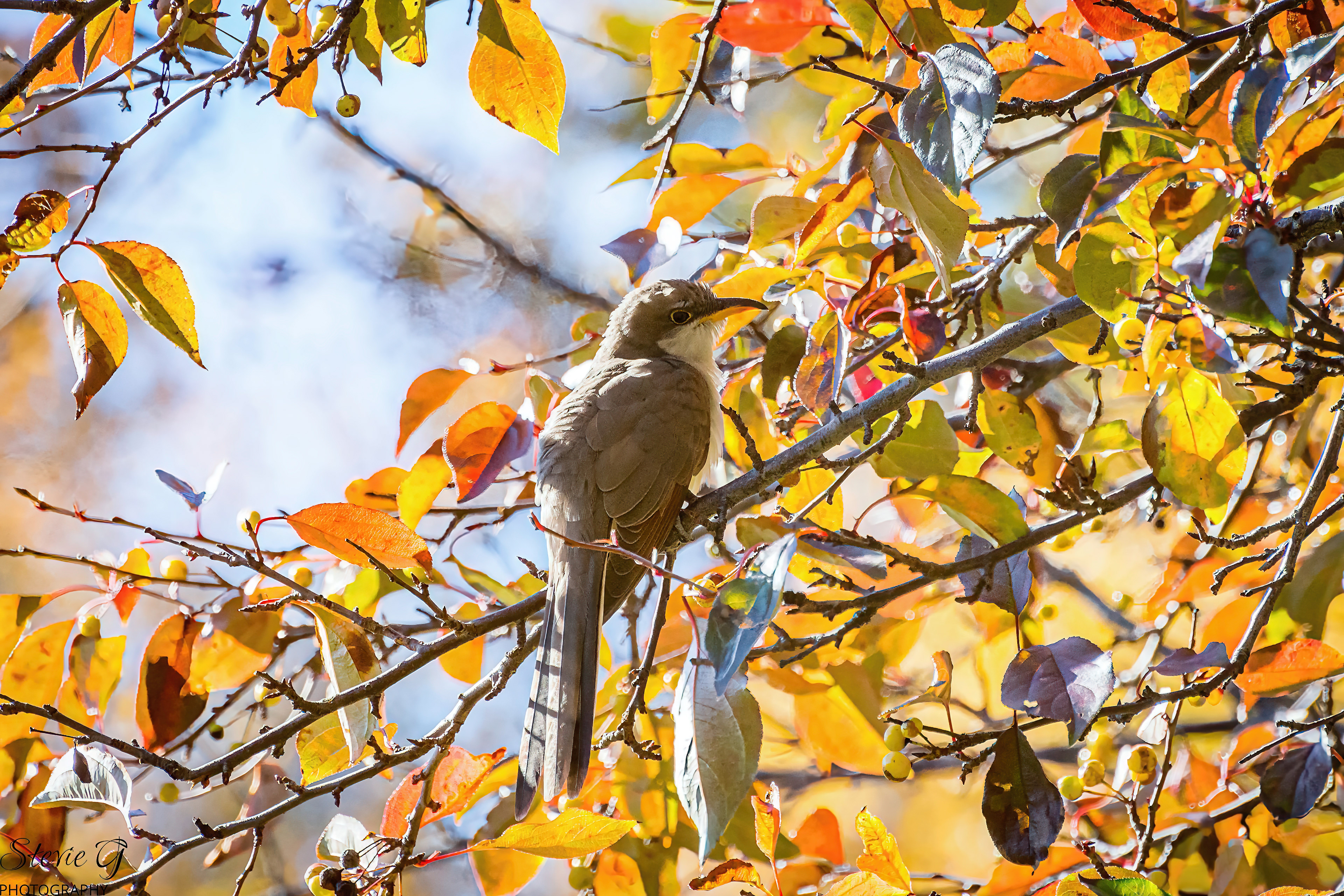 Yellow-billed Cuckoo Odiorne state park