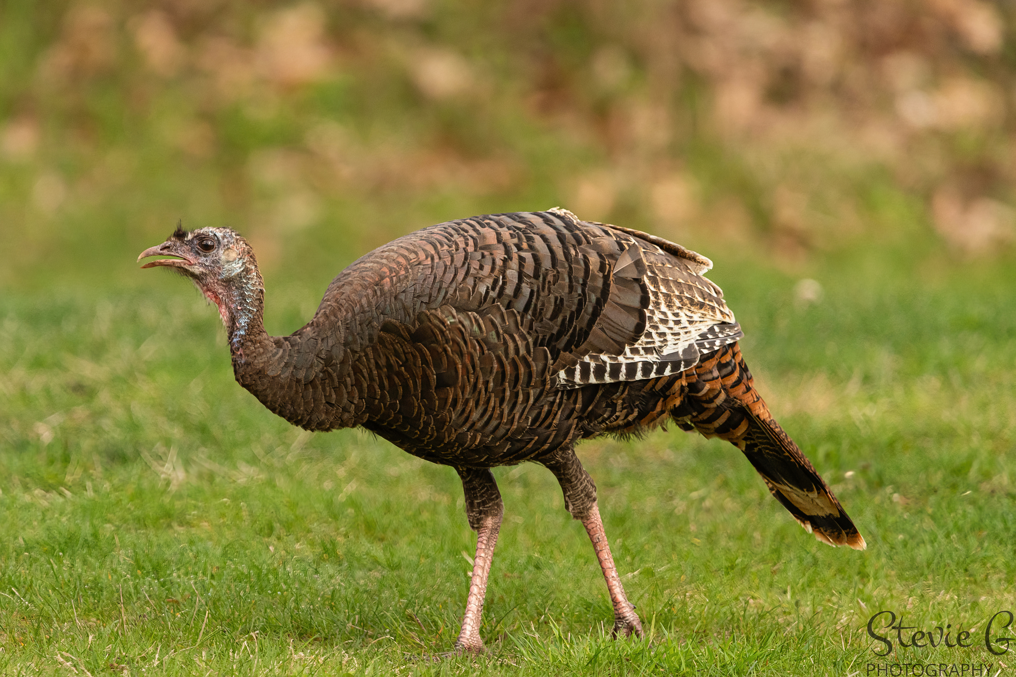 Turkey
