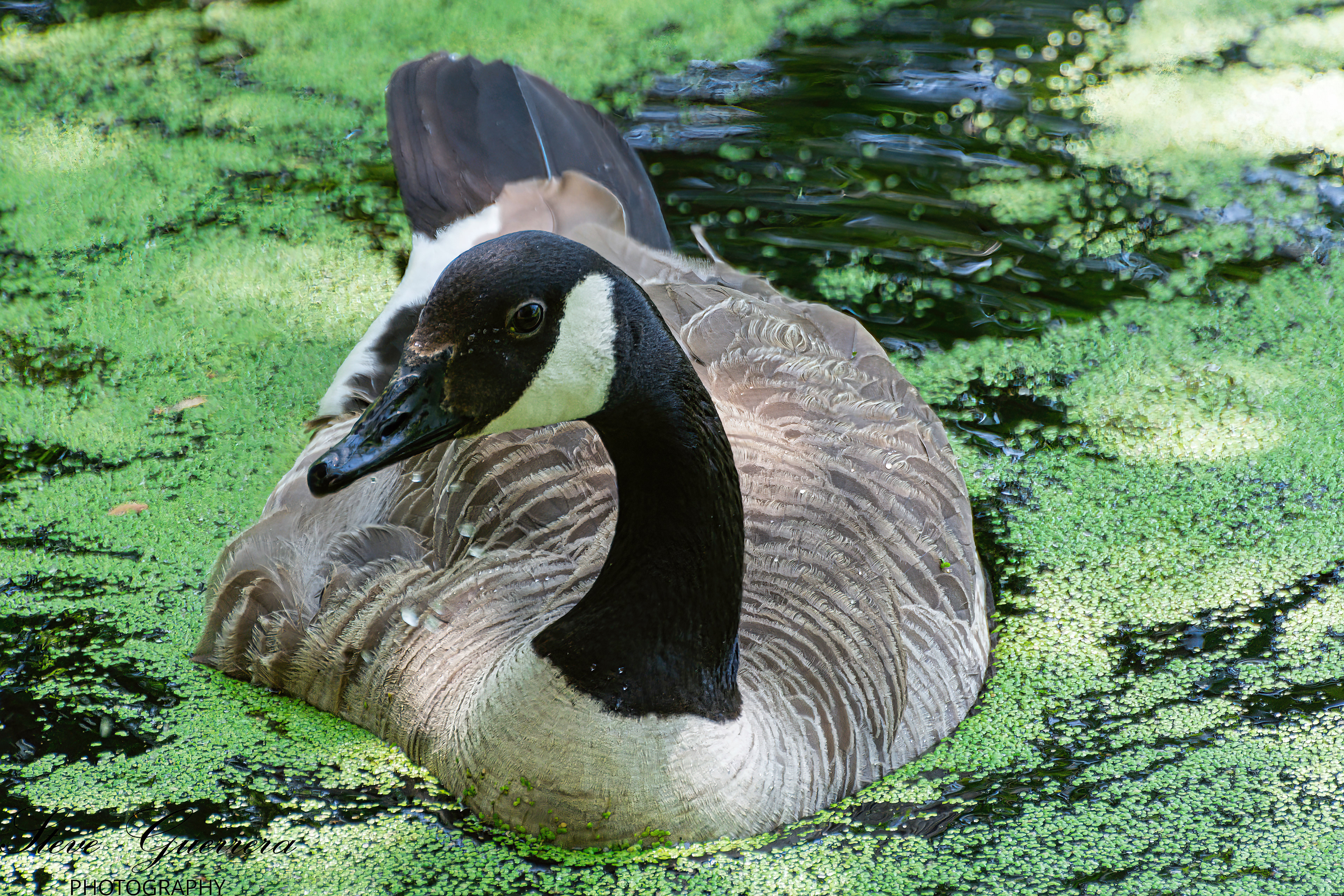 Canada Goose