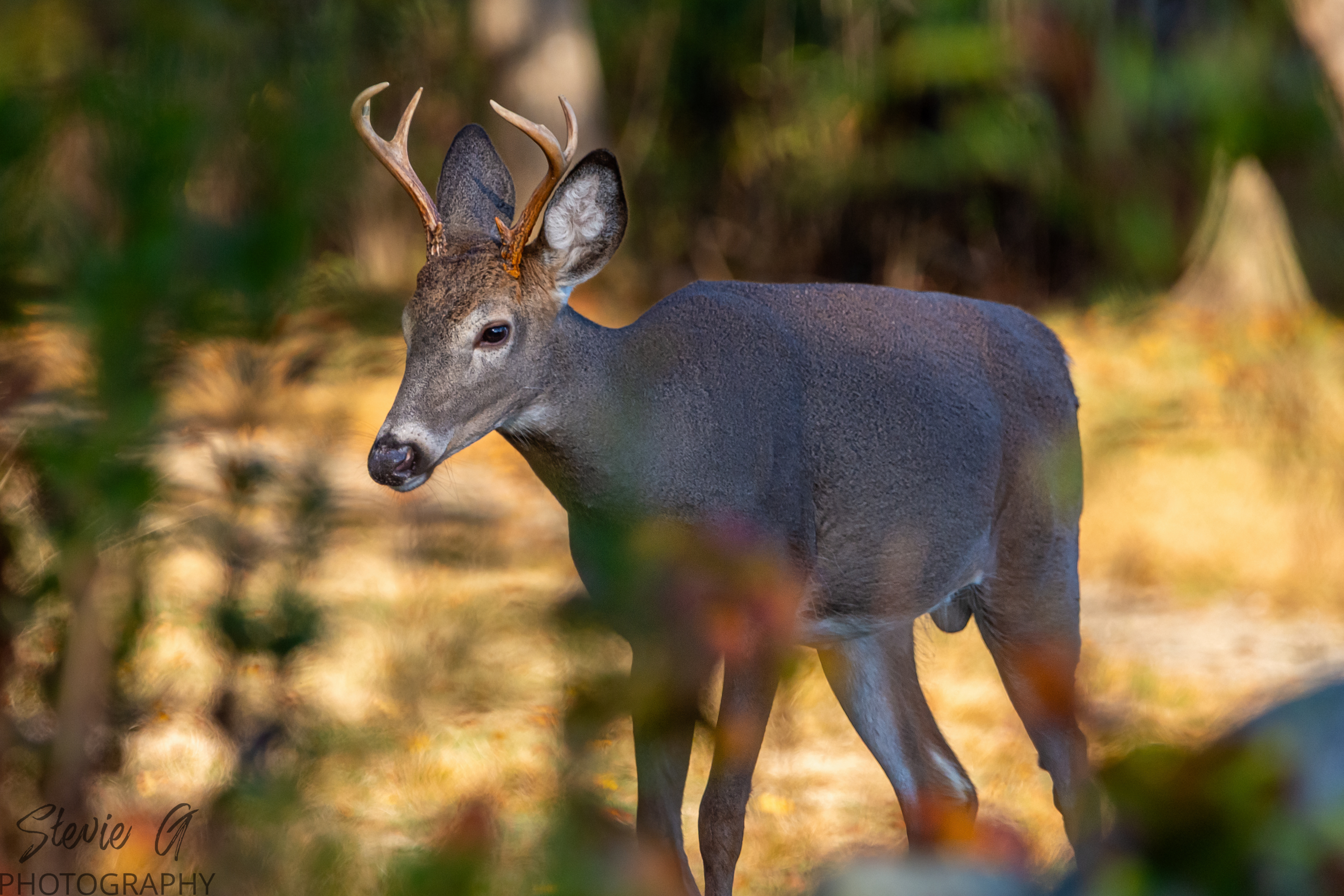 Whitetail Buck- Odiorne State Park