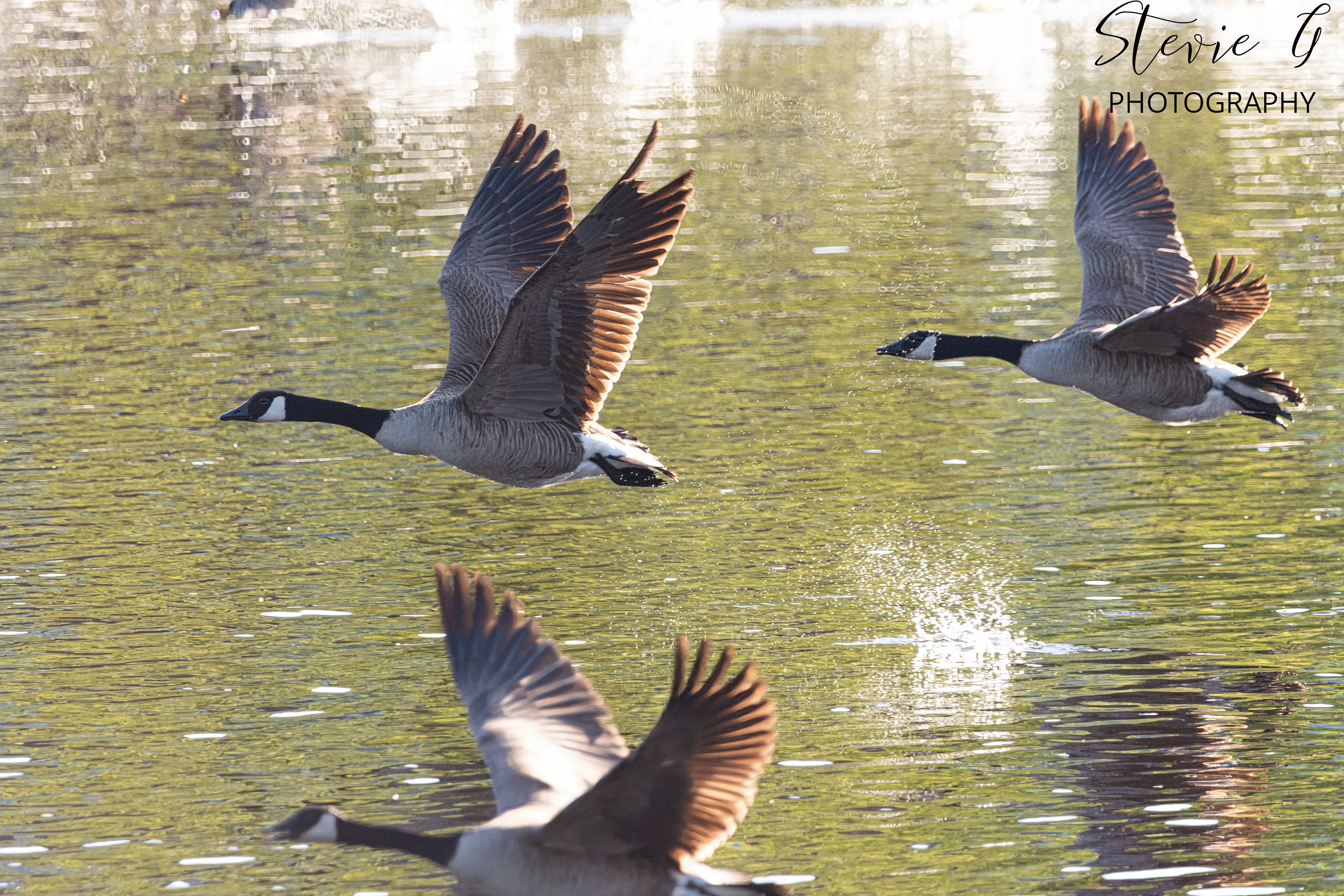 Geese