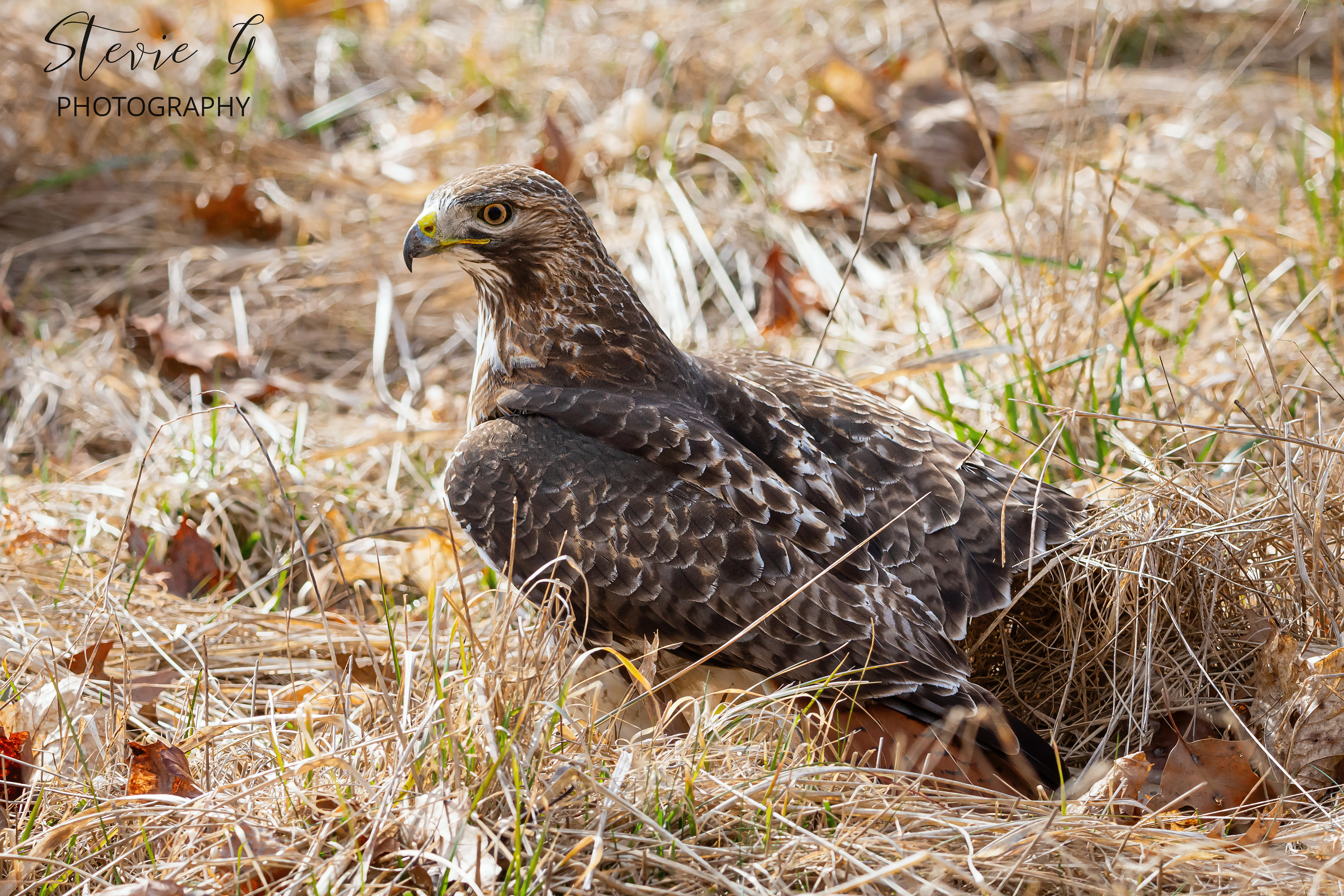 Red Tail Hawk - Odiorne State Park