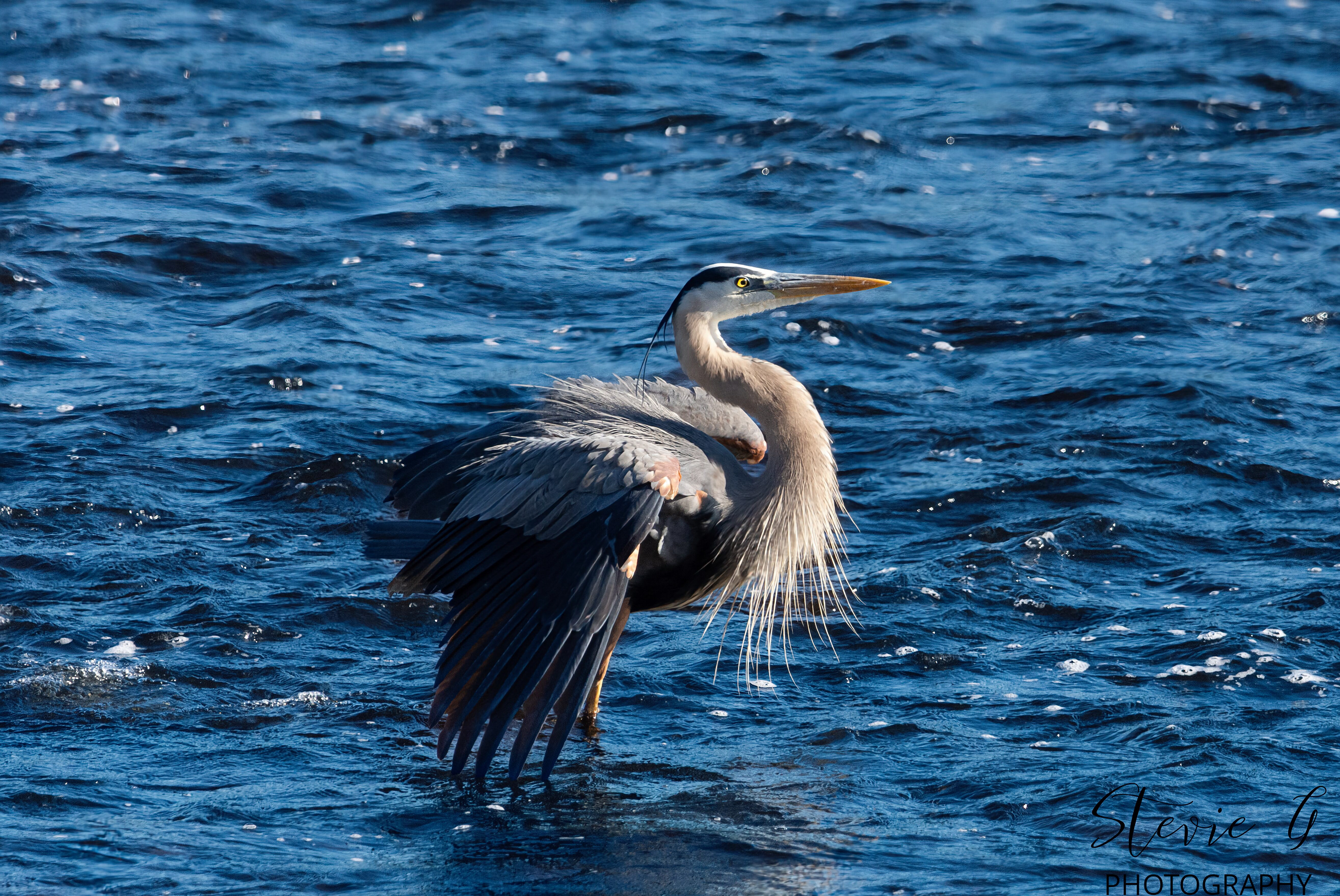 Great Blue Heron