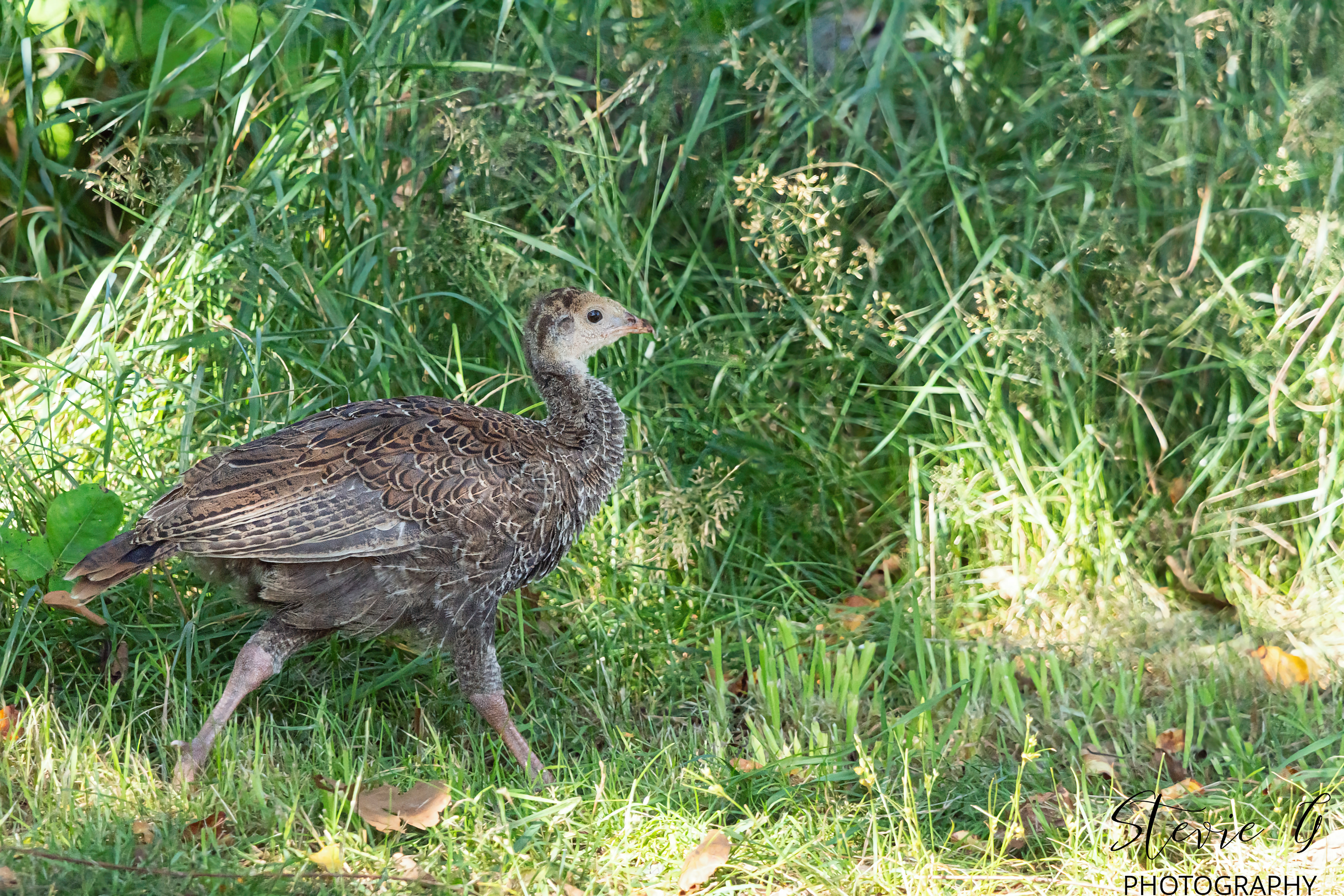 Young Turkey - Odiorne State Park