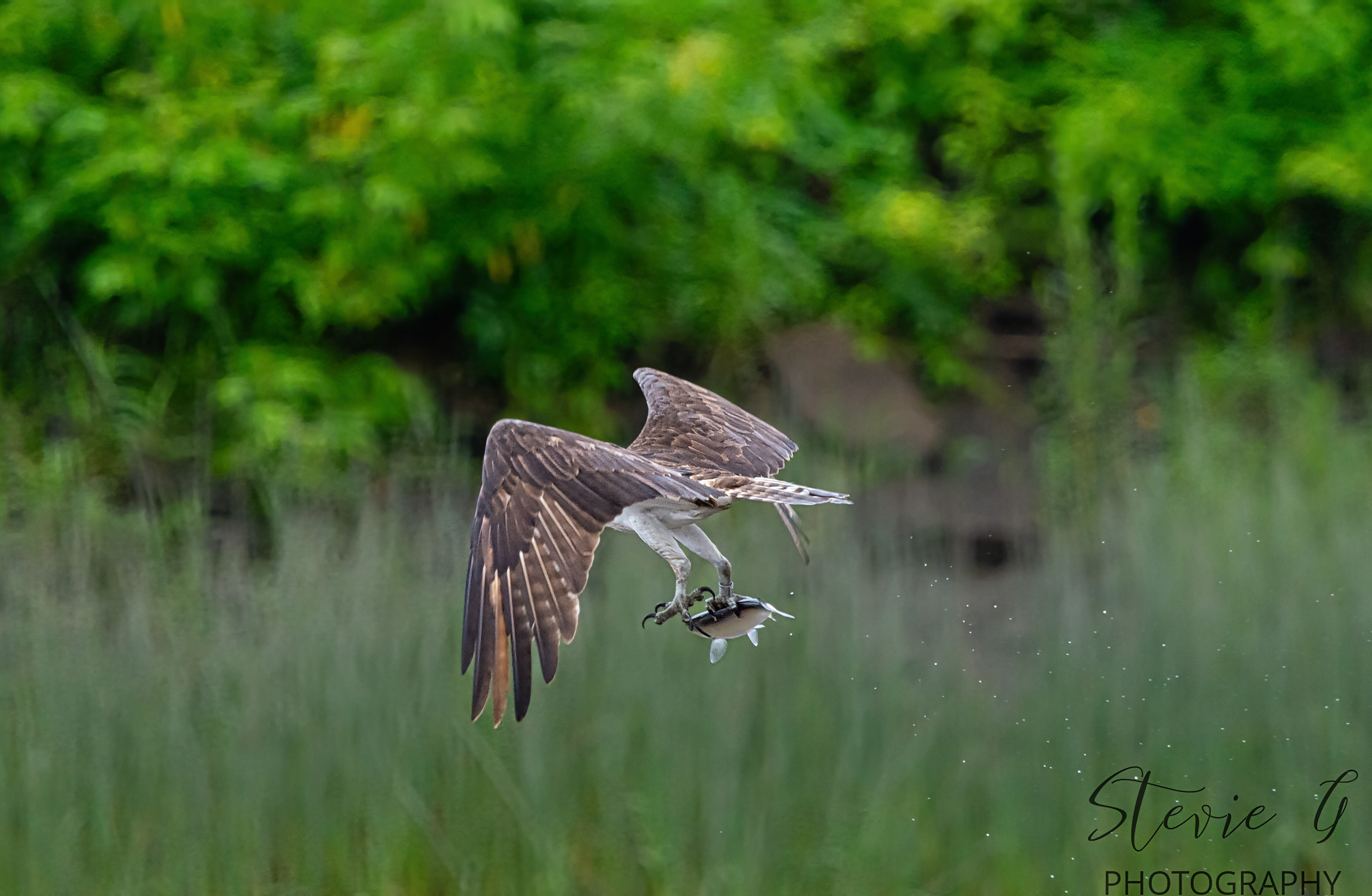 Osprey