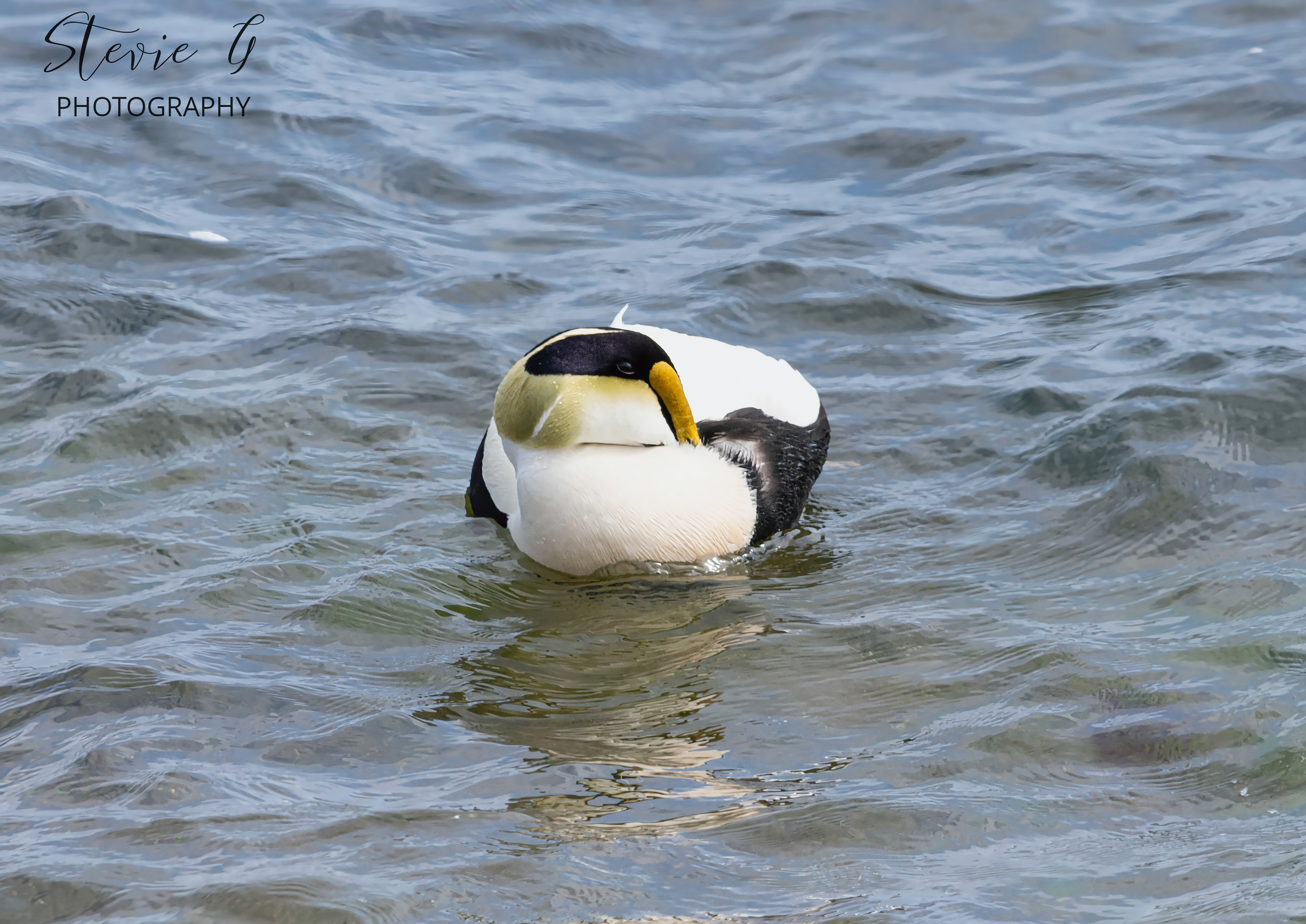 Eider Duck
