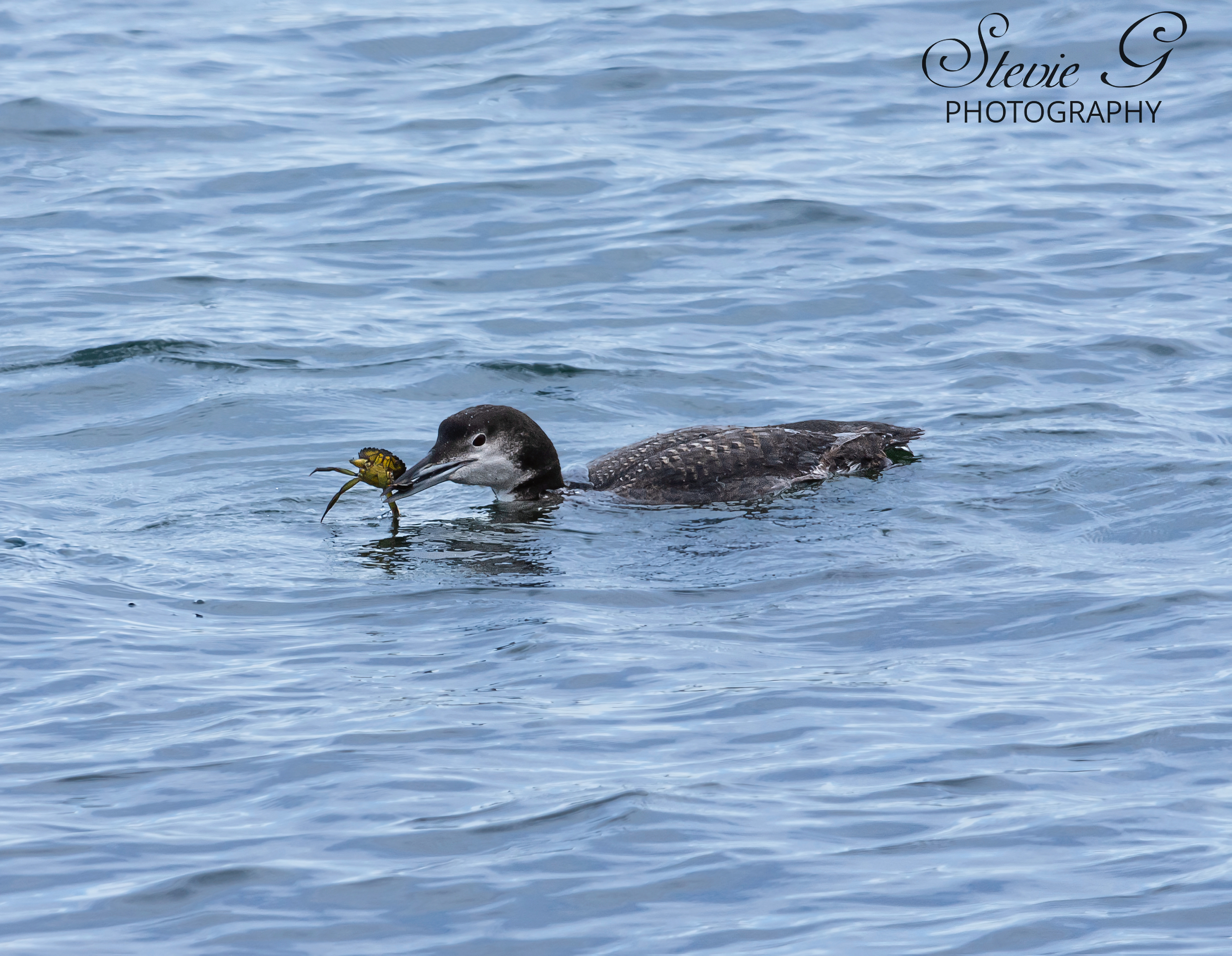 Common Loon Rye N.H. - Odiorne State Park