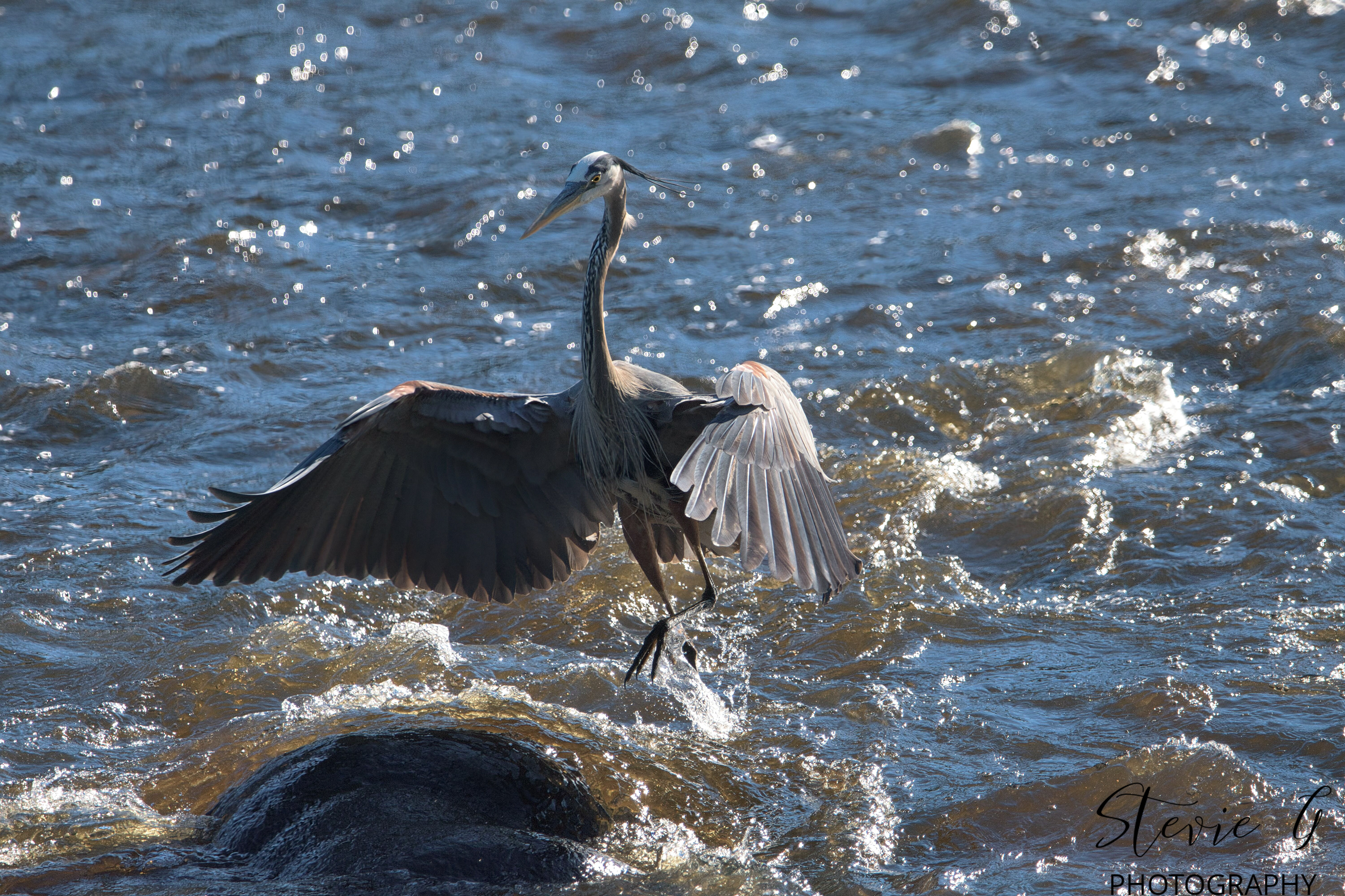 Great Blue Heron