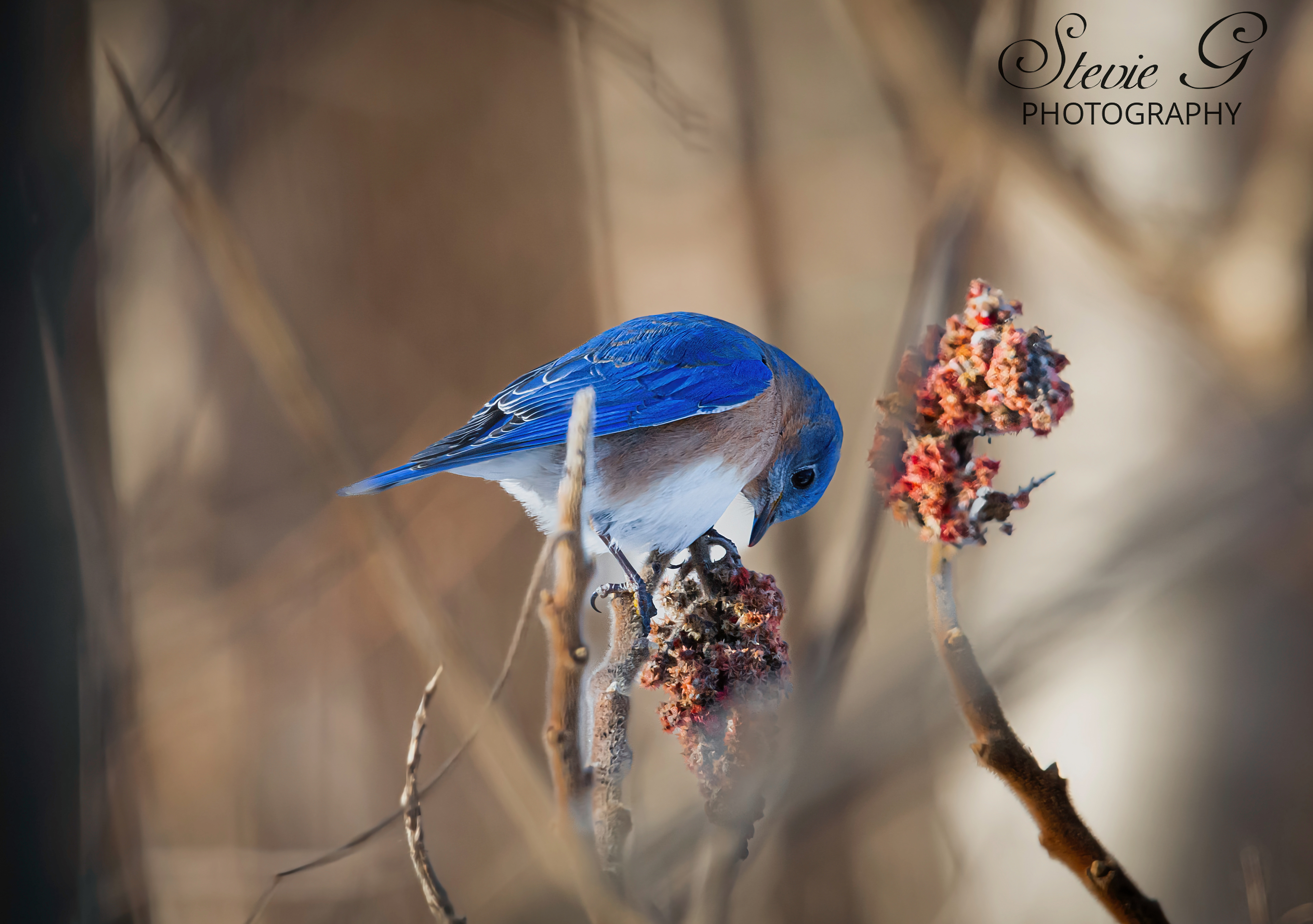 Blue Bird Rye N.H. - Odiorne State Park