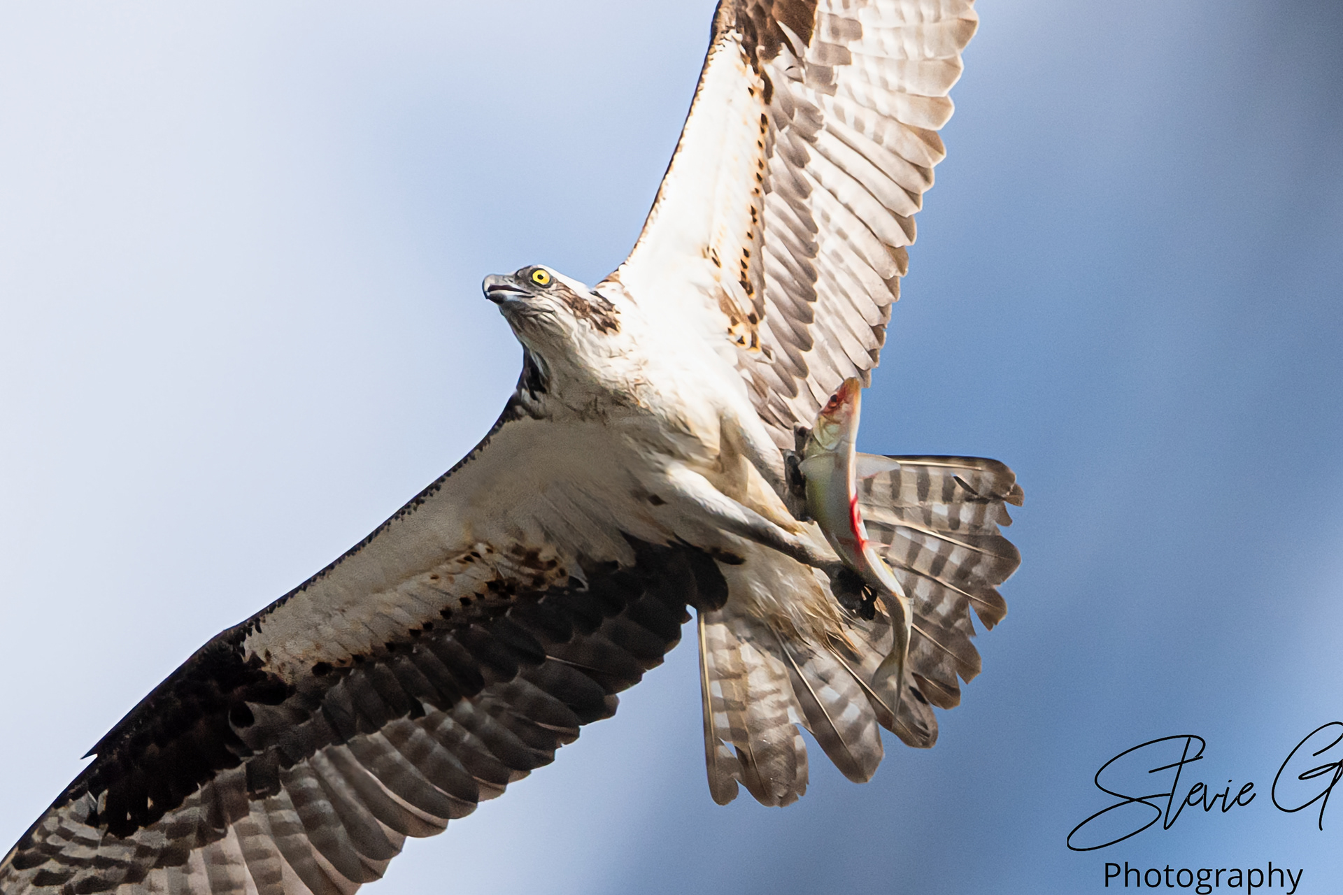 Osprey