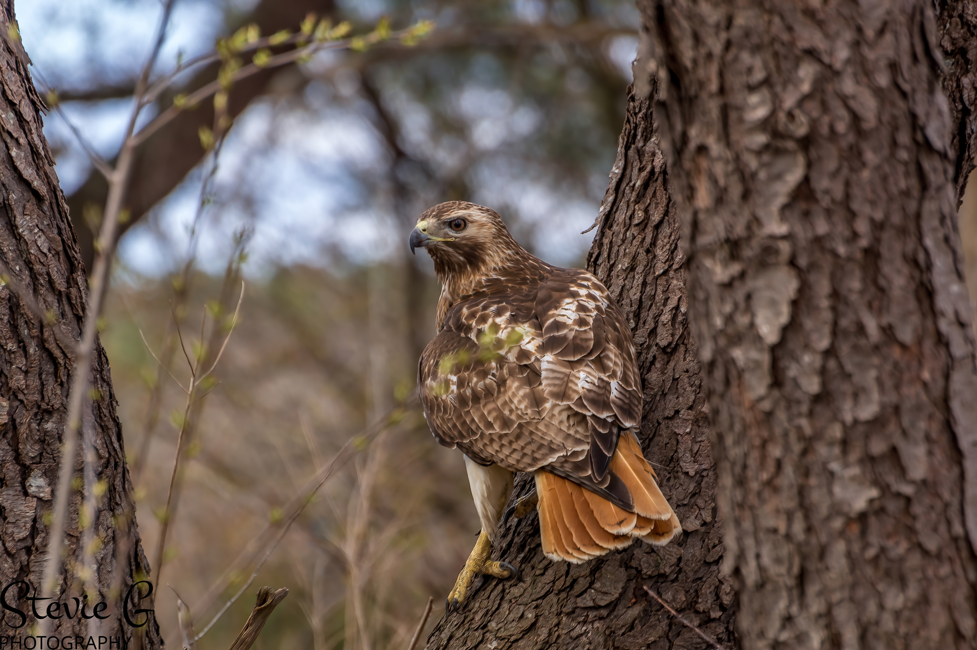 Redtail Hawk