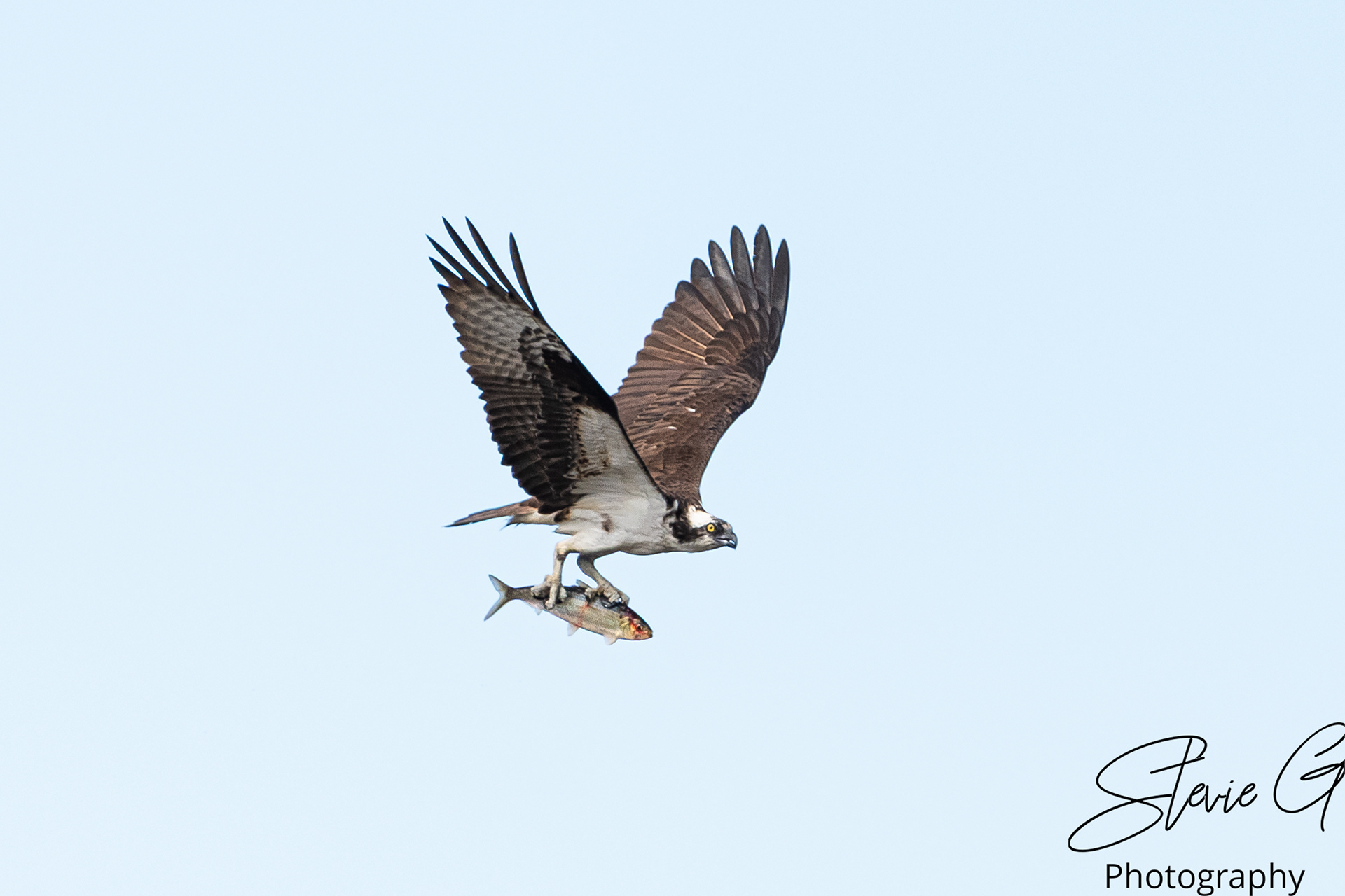 Osprey